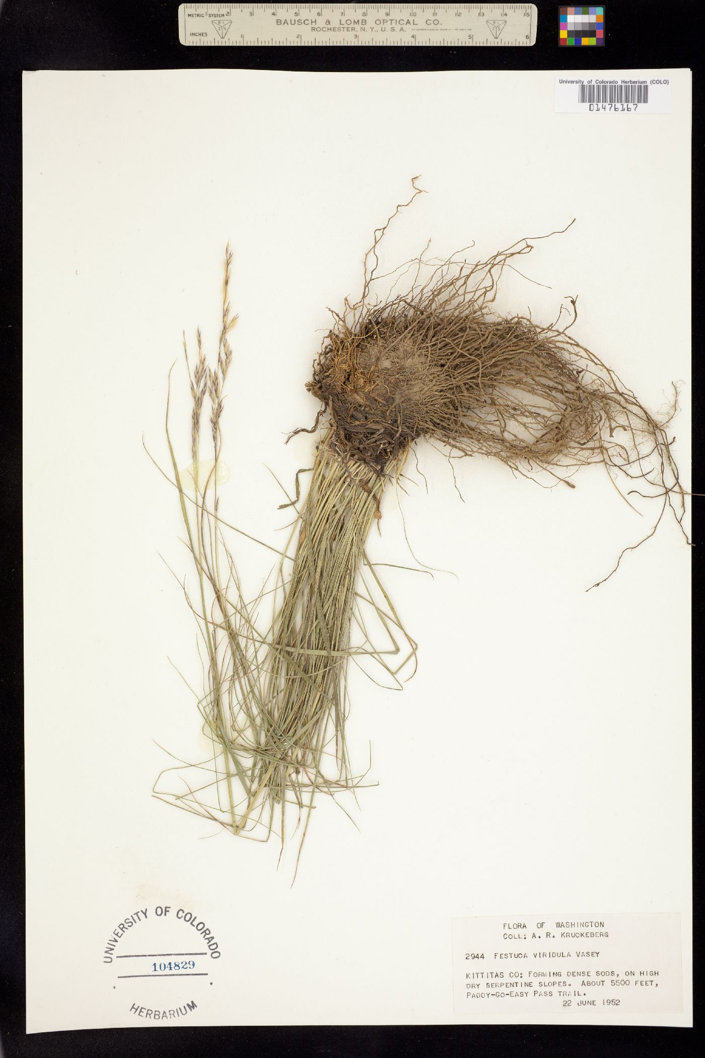 Festuca viridula image