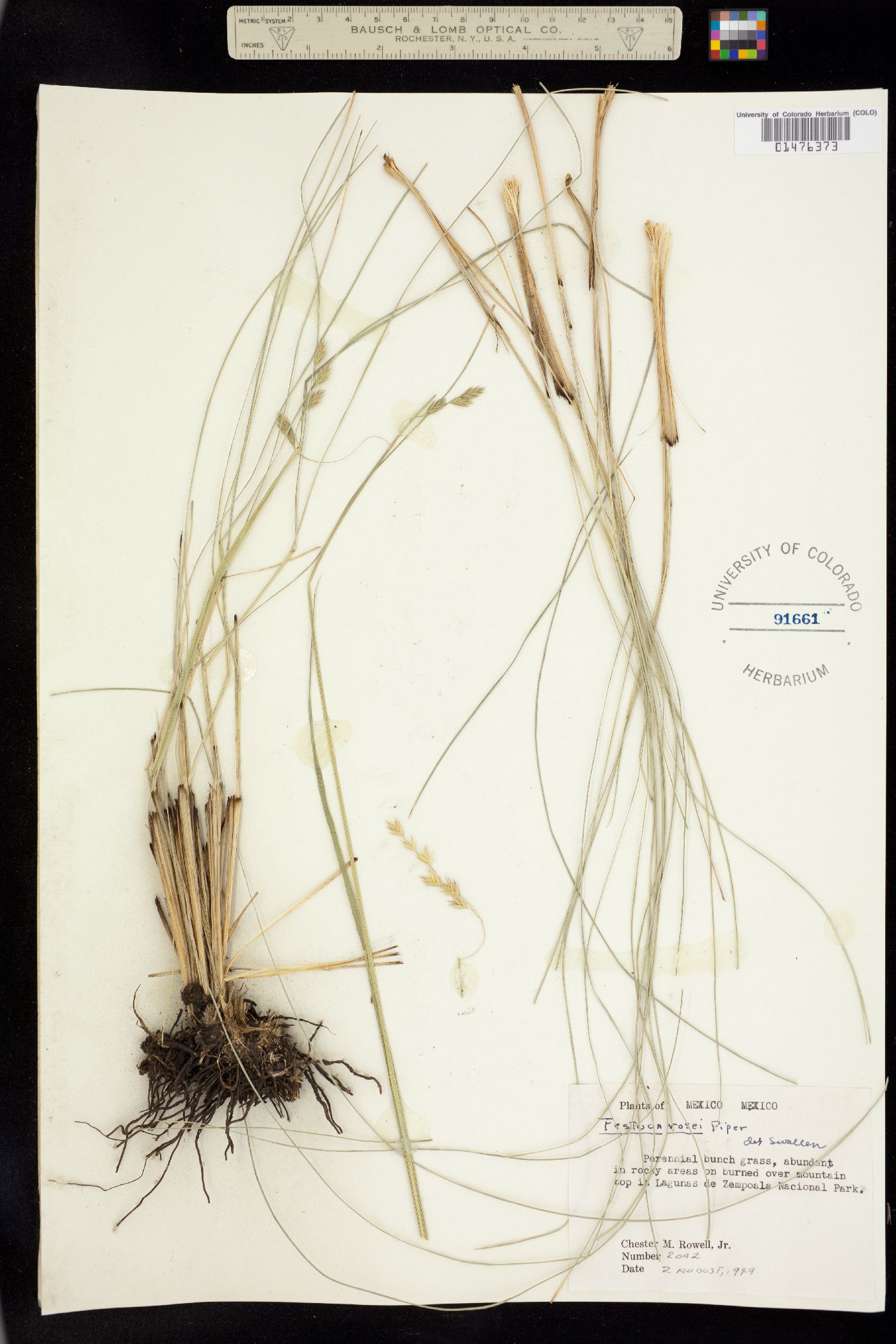 Festuca rosei image