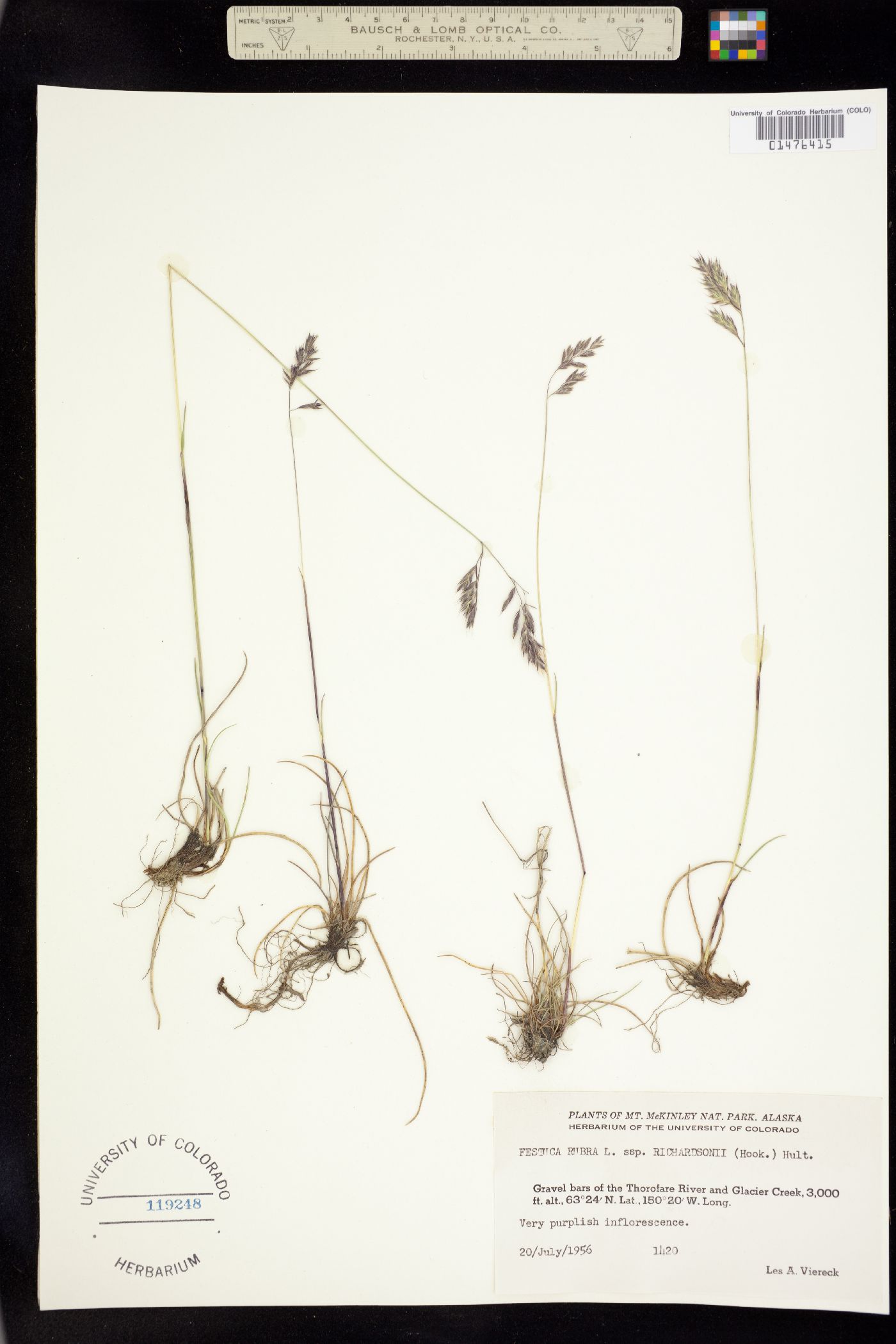 Festuca rubra ssp. arctica image