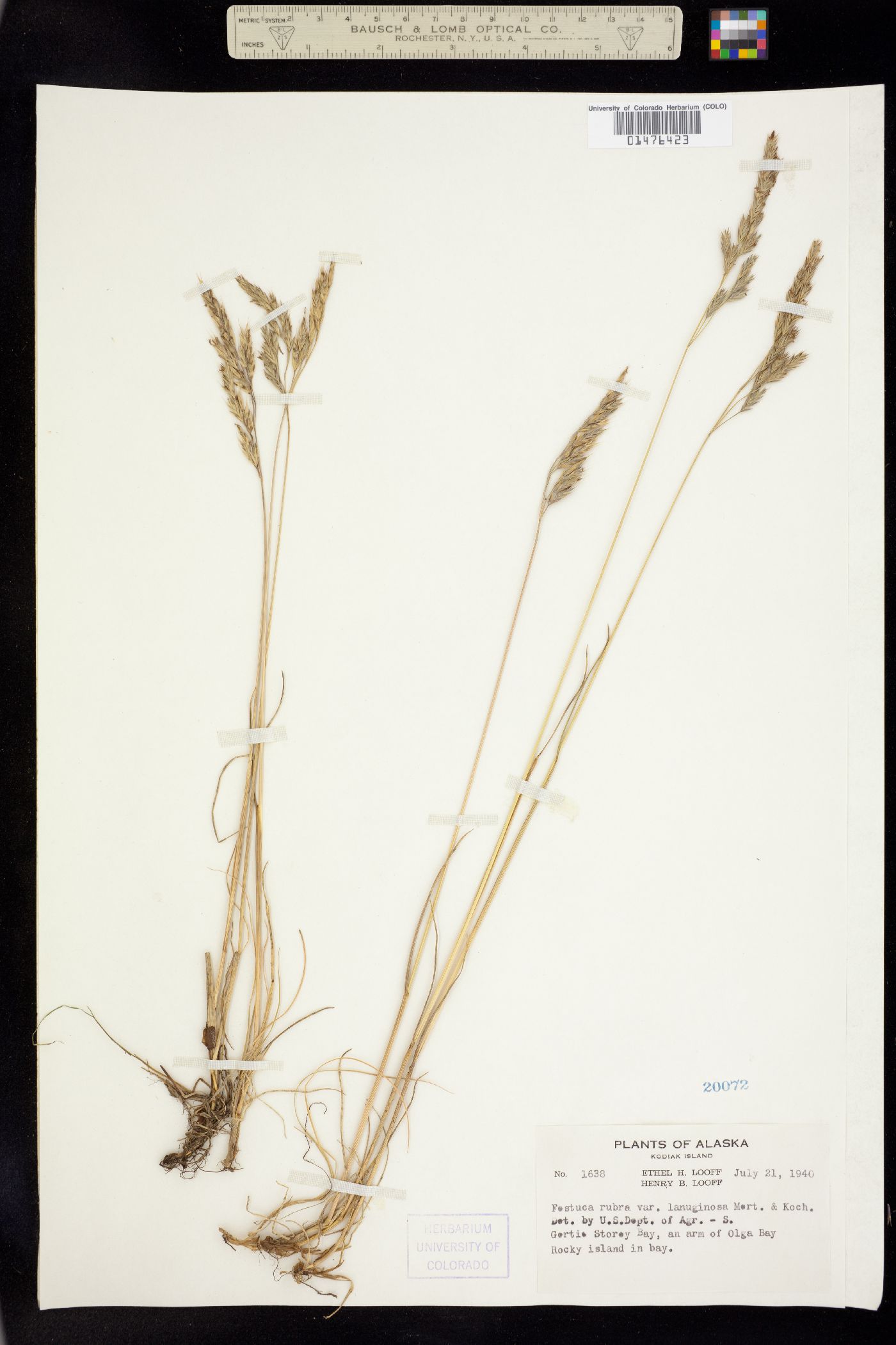 Festuca rubra ssp. arctica image