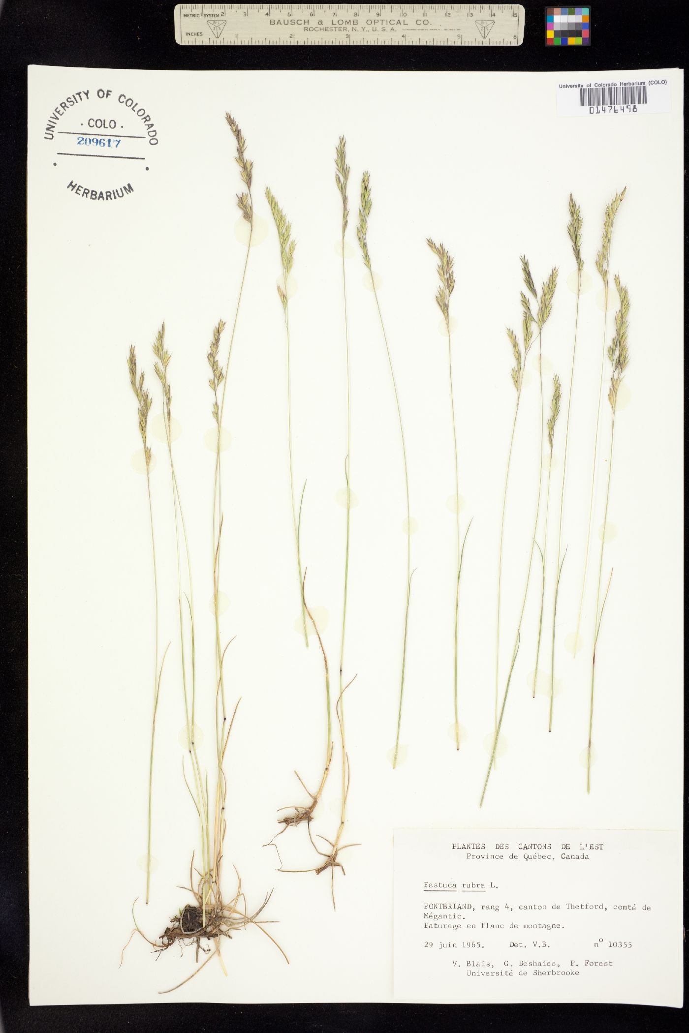 Festuca rubra image