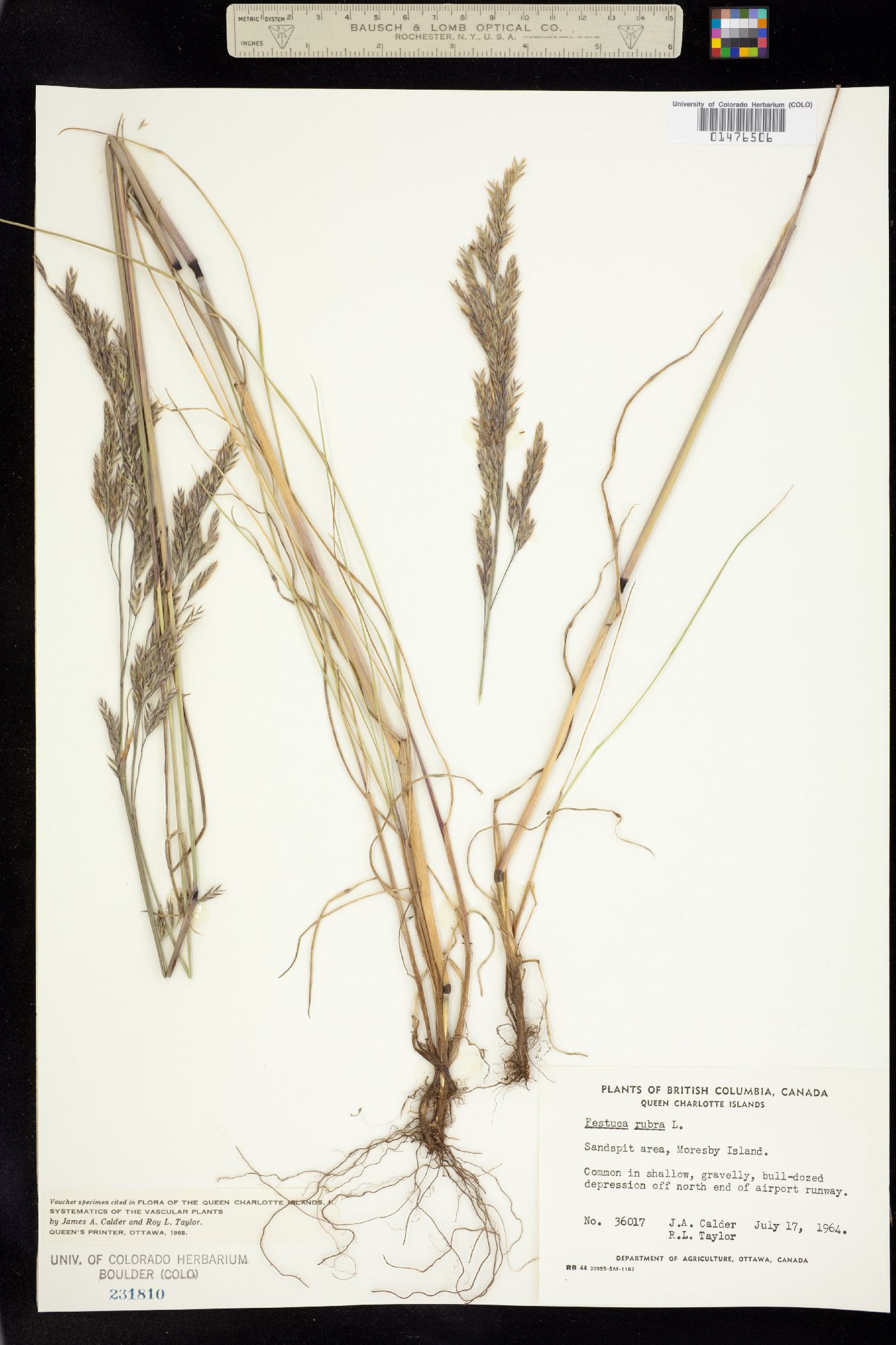 Festuca rubra image