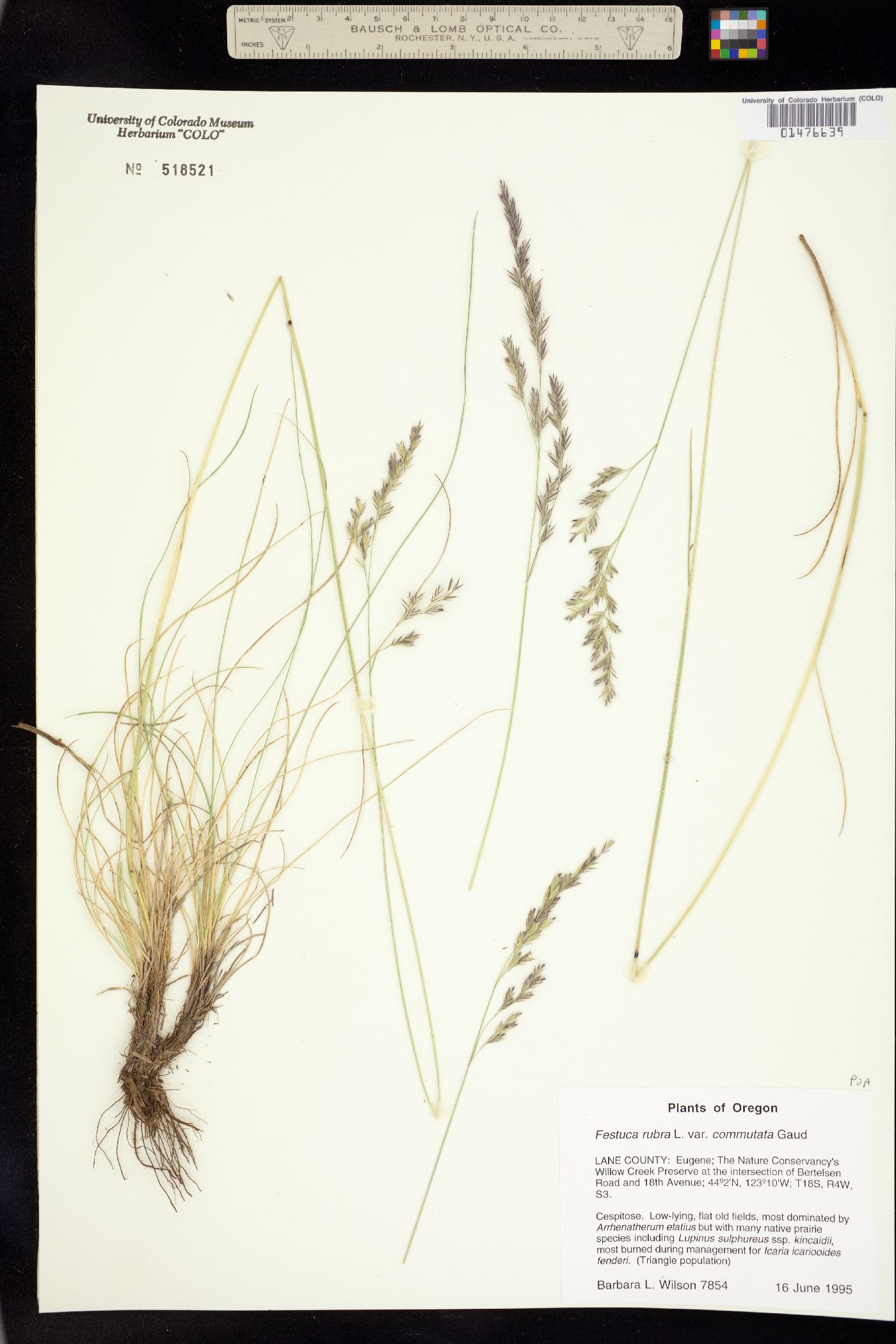 Festuca rubra image
