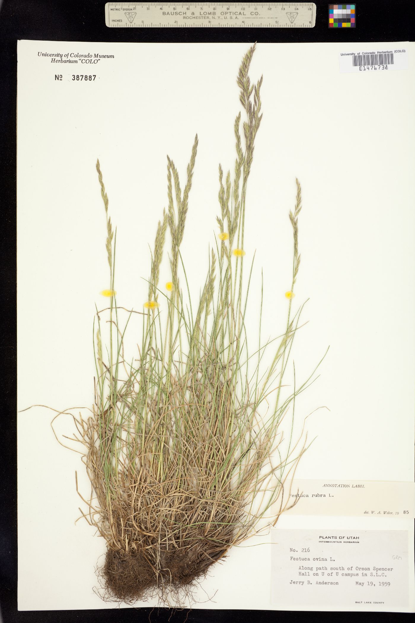Festuca rubra image
