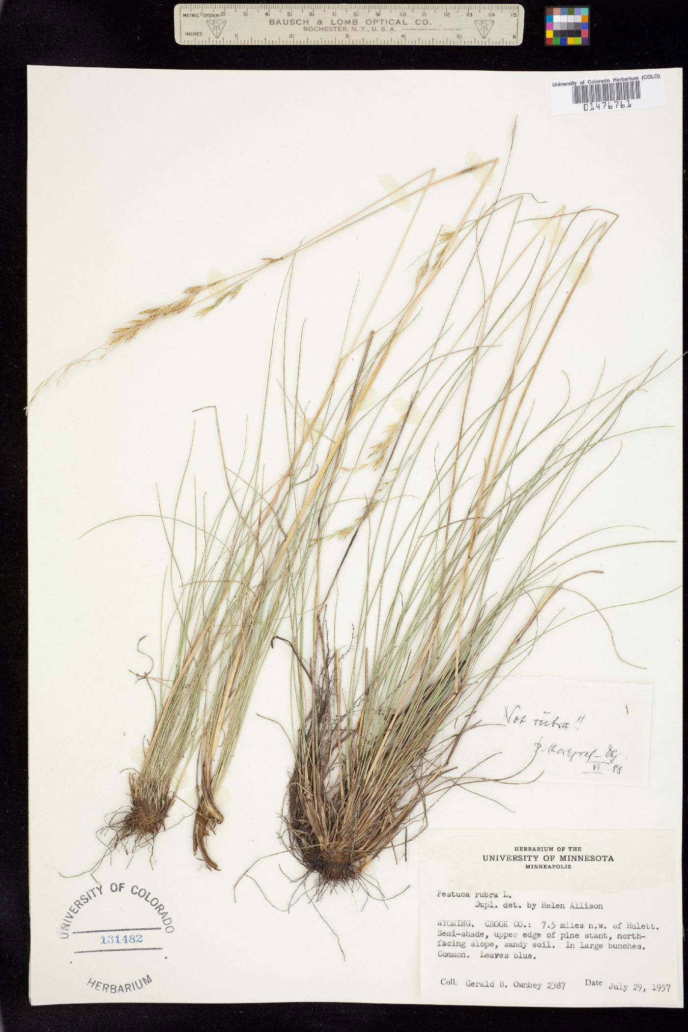 Festuca rubra image