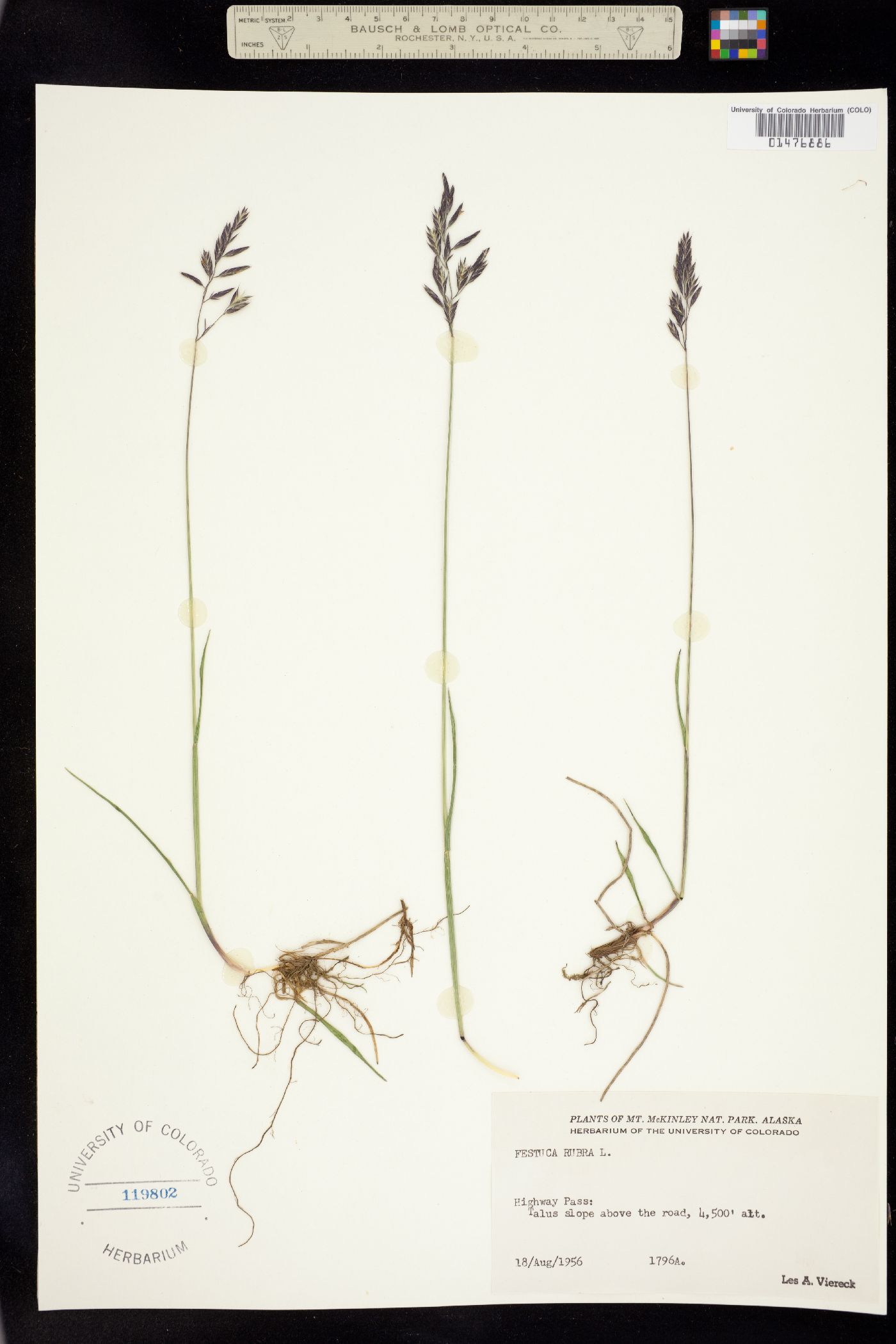 Festuca rubra image