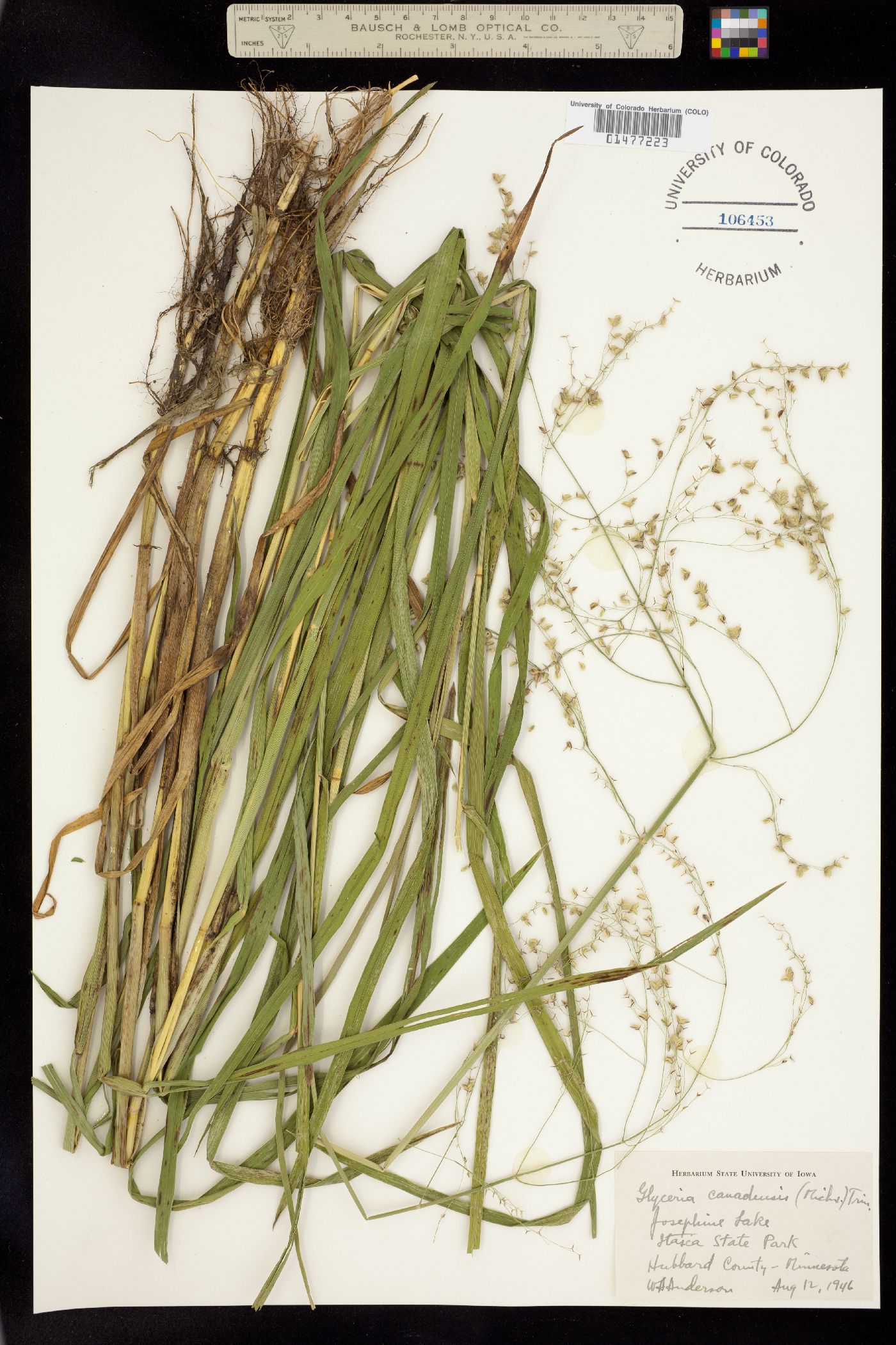 Glyceria canadensis image