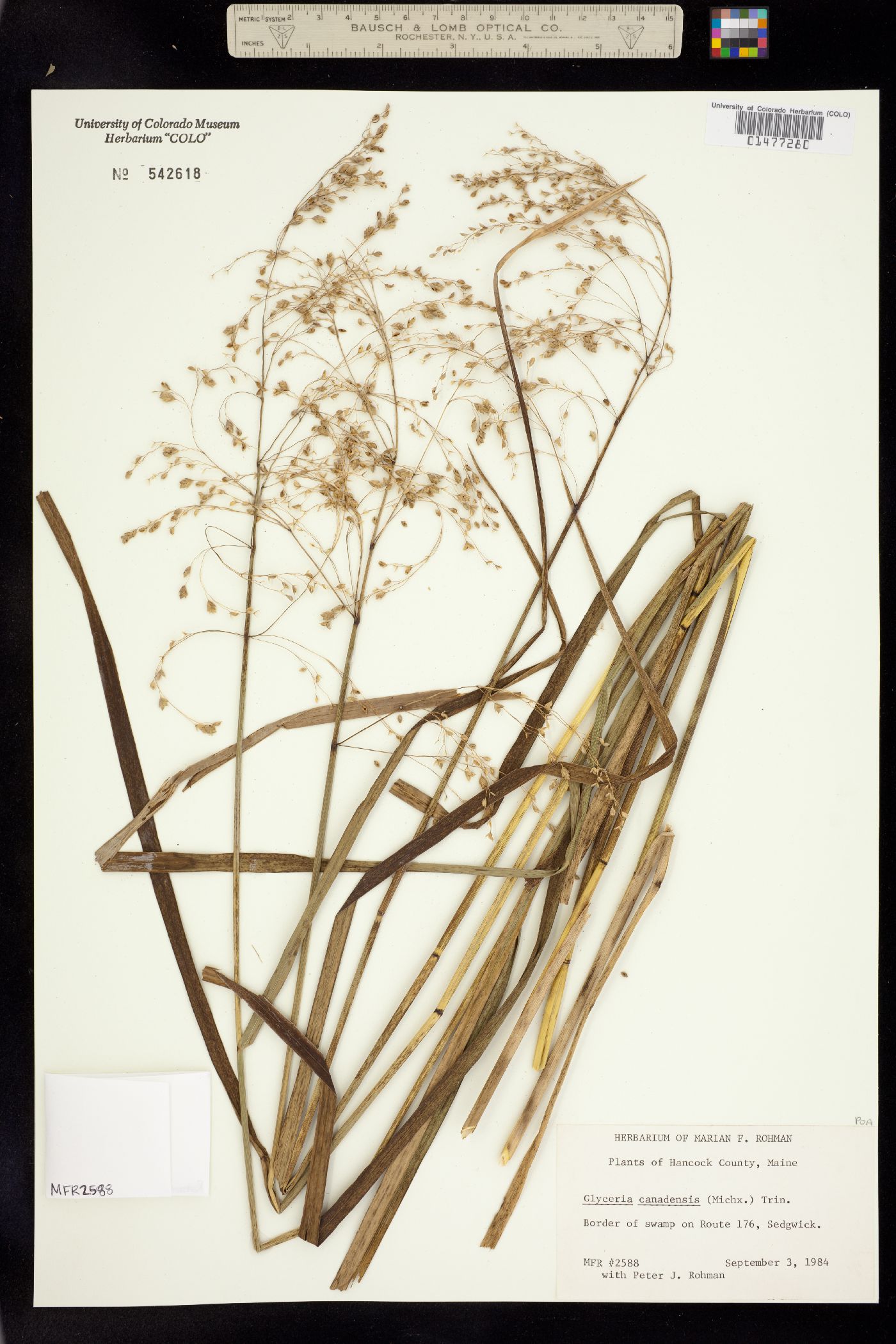 Glyceria canadensis image