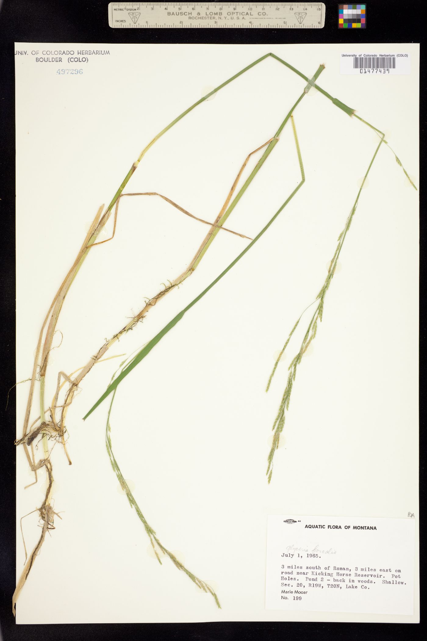 Glyceria borealis image