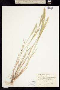 Image of Agrostis australis