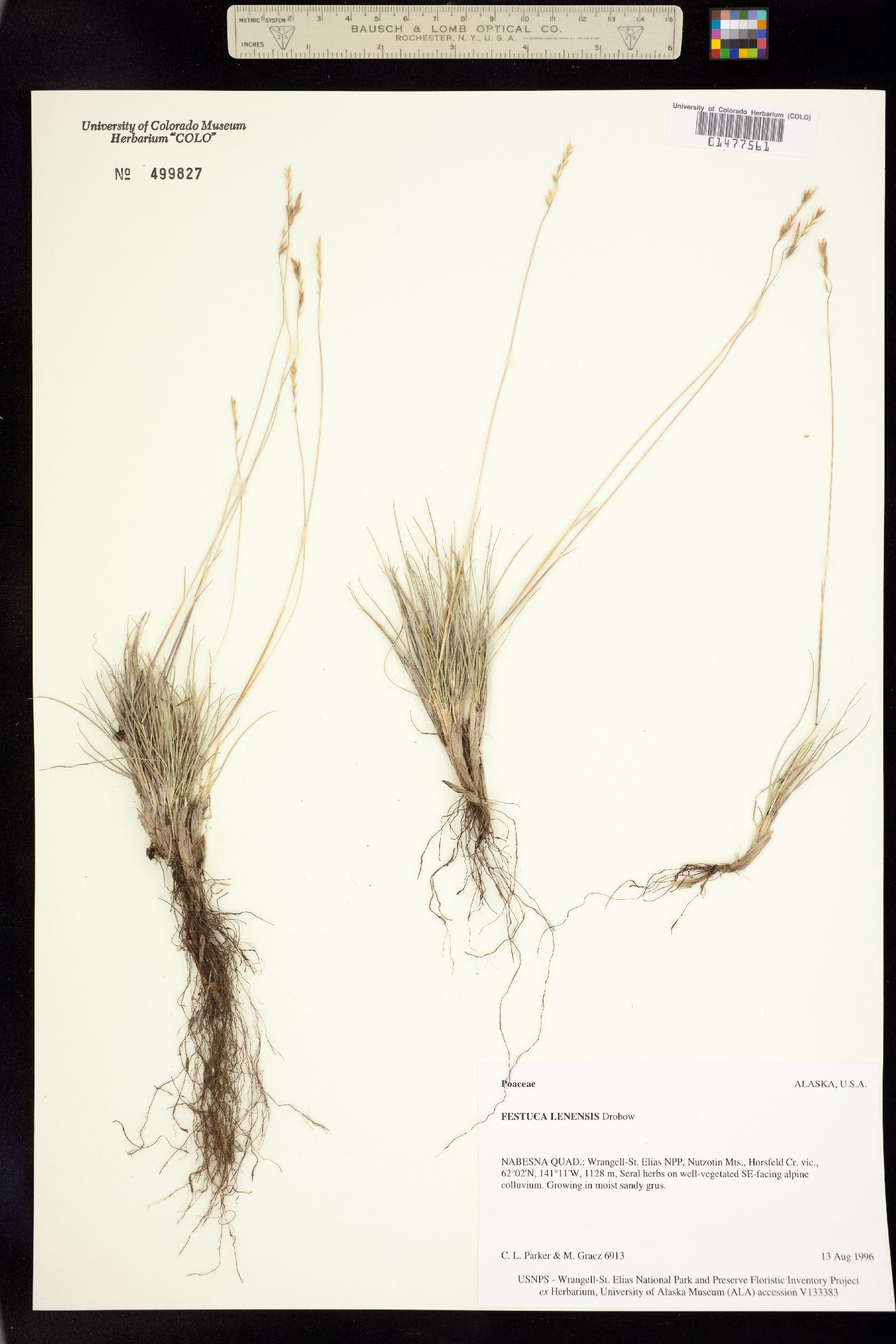 Festuca lenensis image