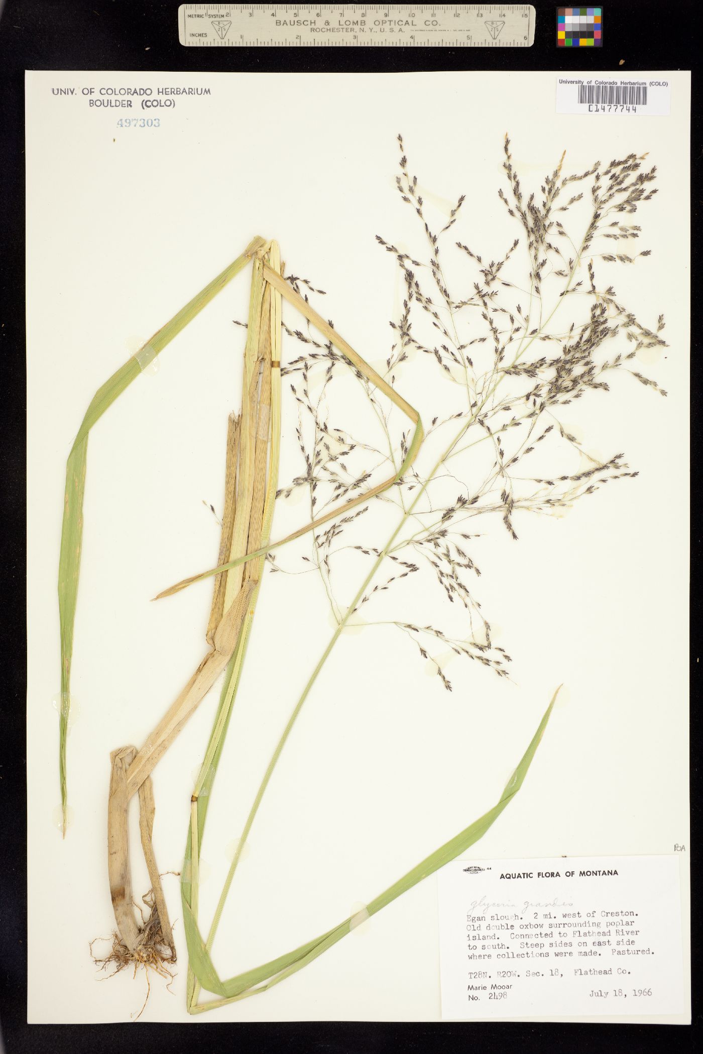 Glyceria grandis image