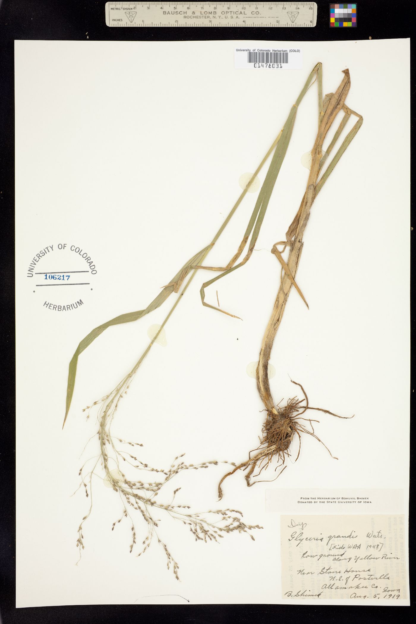 Glyceria grandis image