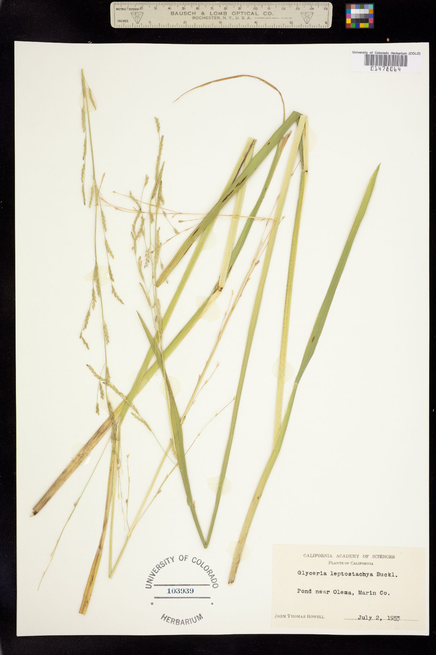 Glyceria leptostachya image