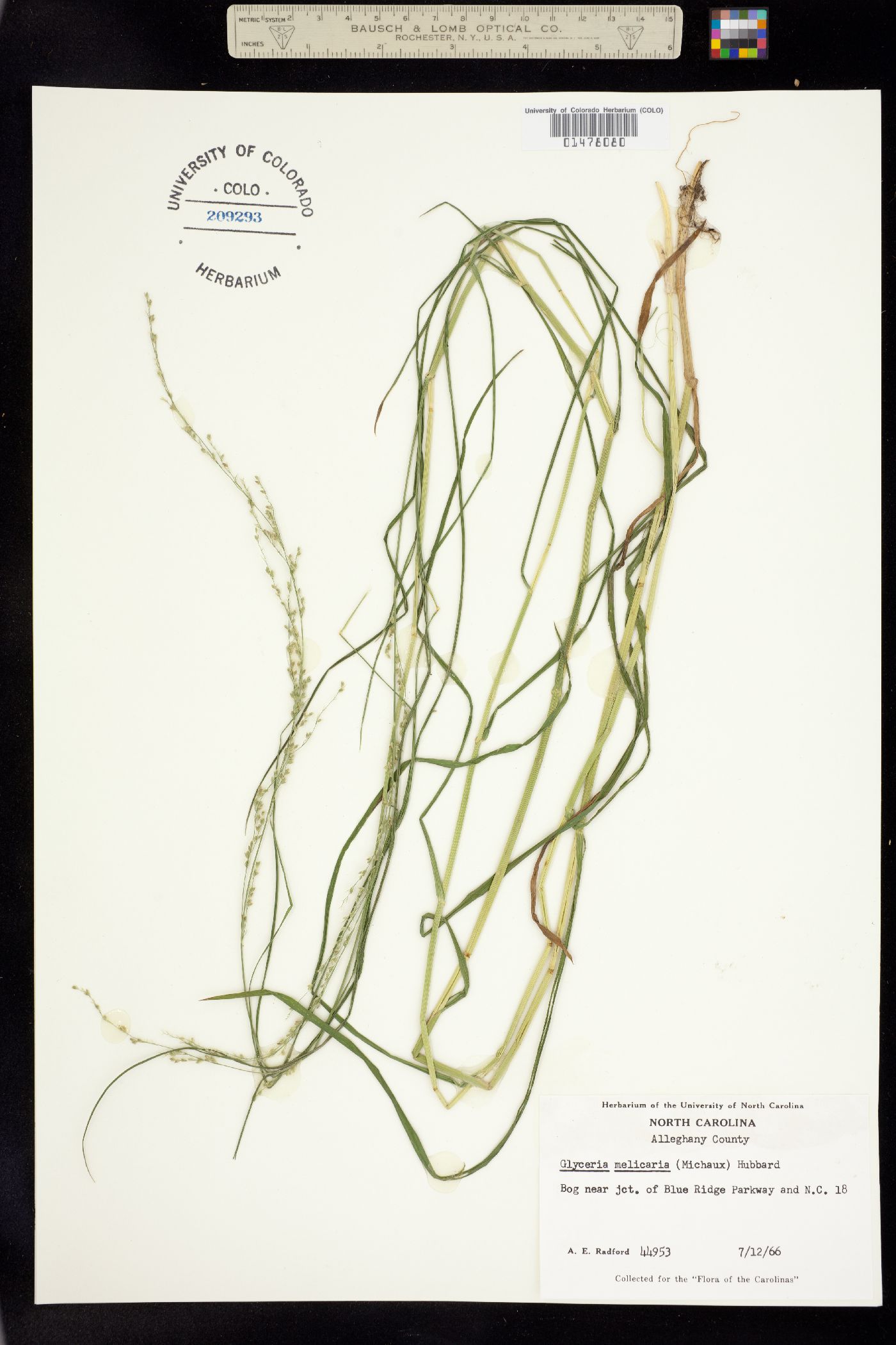 Glyceria melicaria image