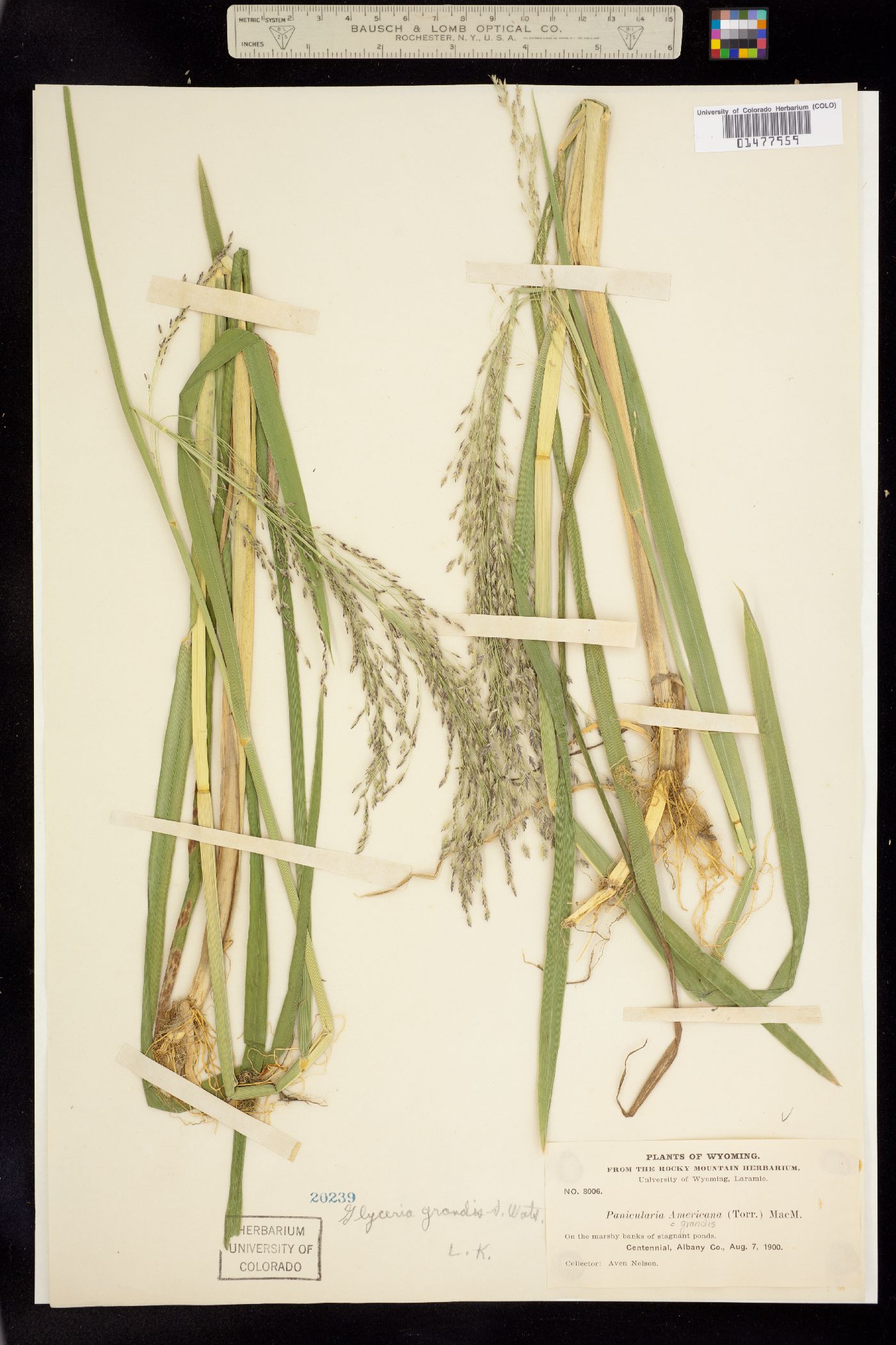 Glyceria melicaria image