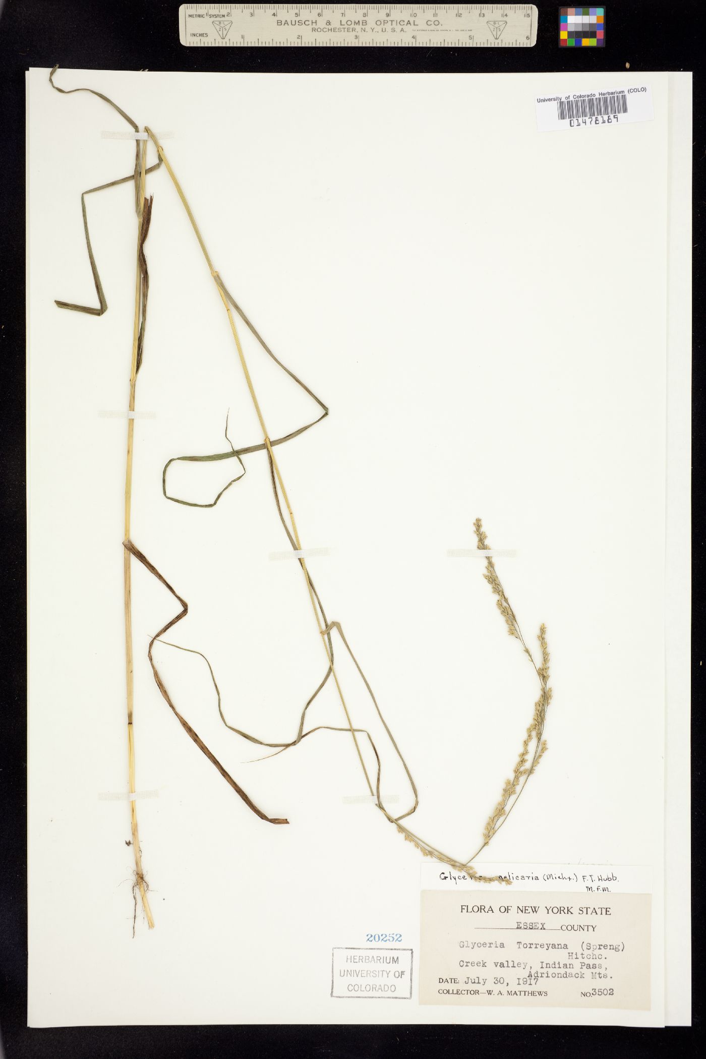 Glyceria melicaria image