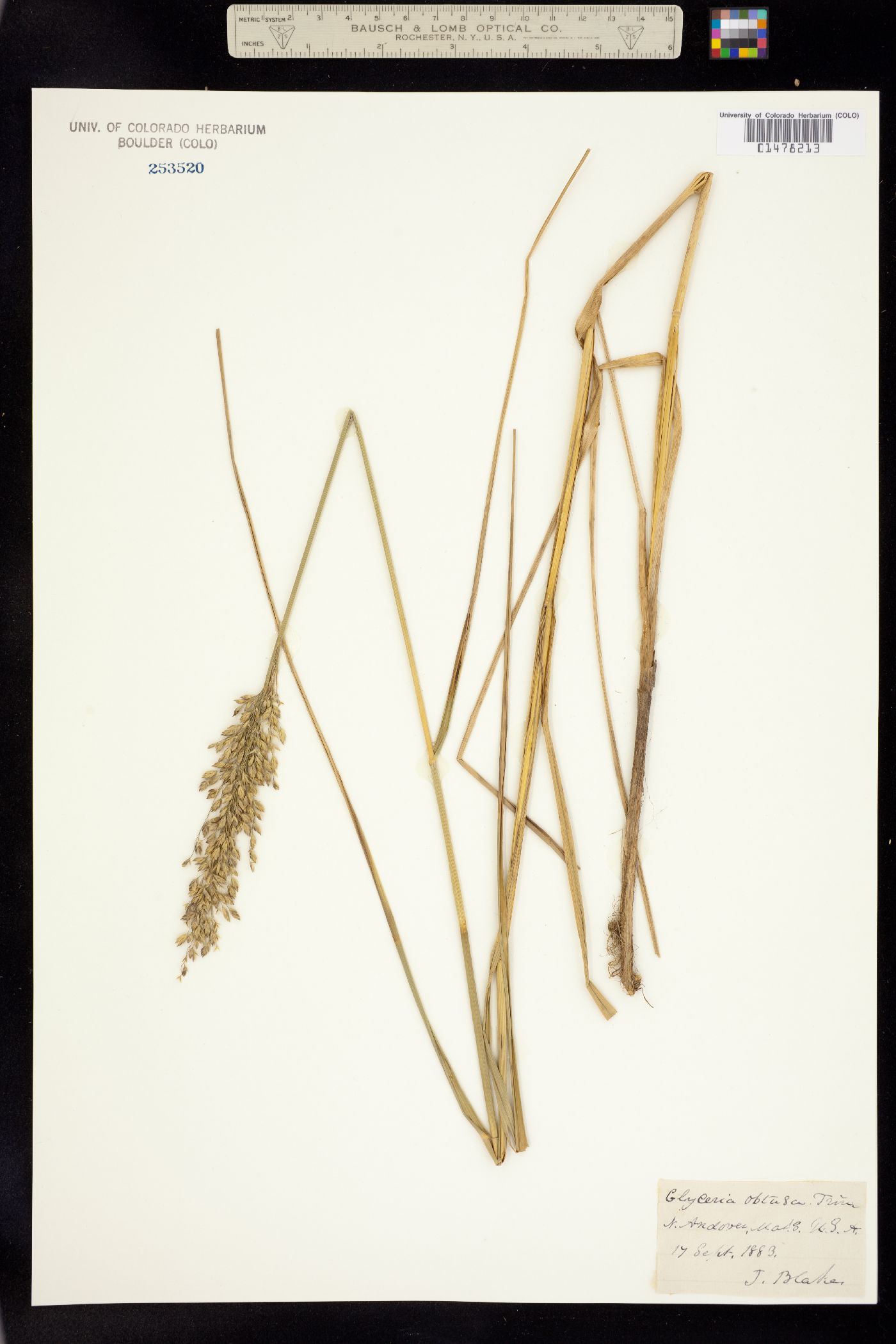 Glyceria obtusa image