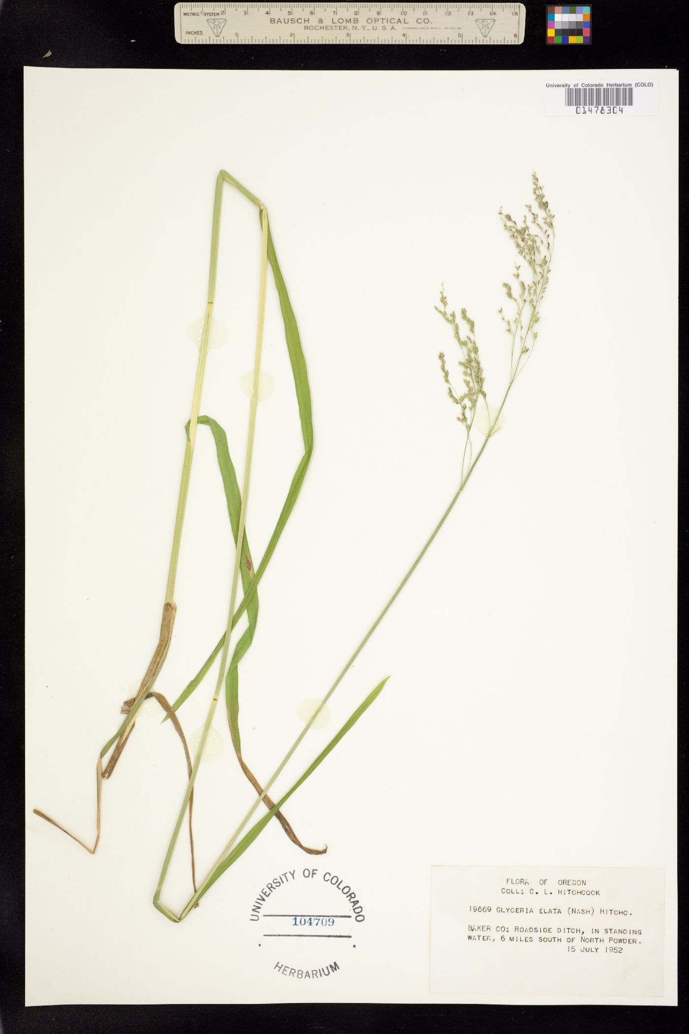 Glyceria elata image