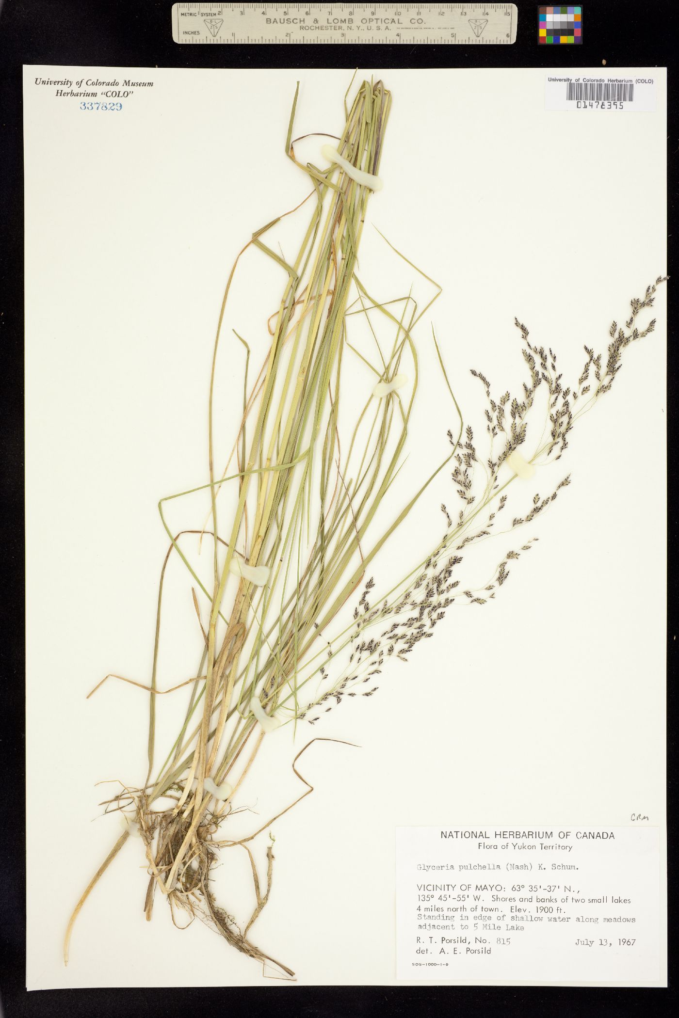 Glyceria pulchella image