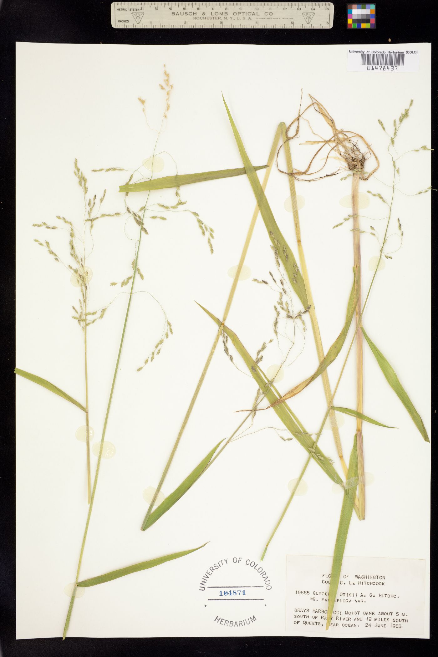 Torreyochloa pallida var. pauciflora image