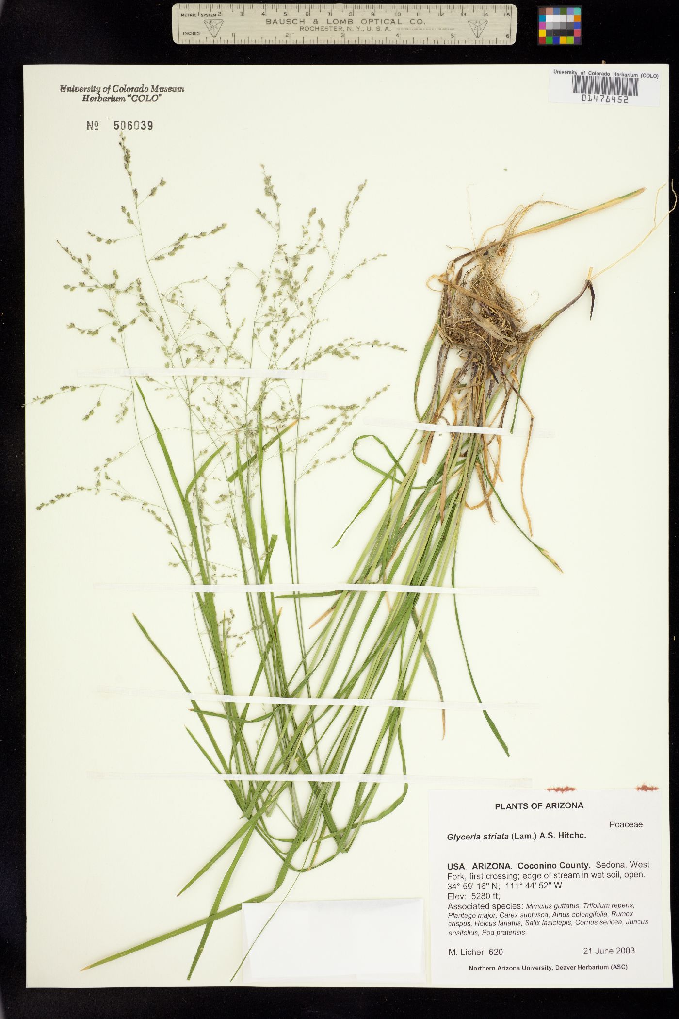 Glyceria striata image