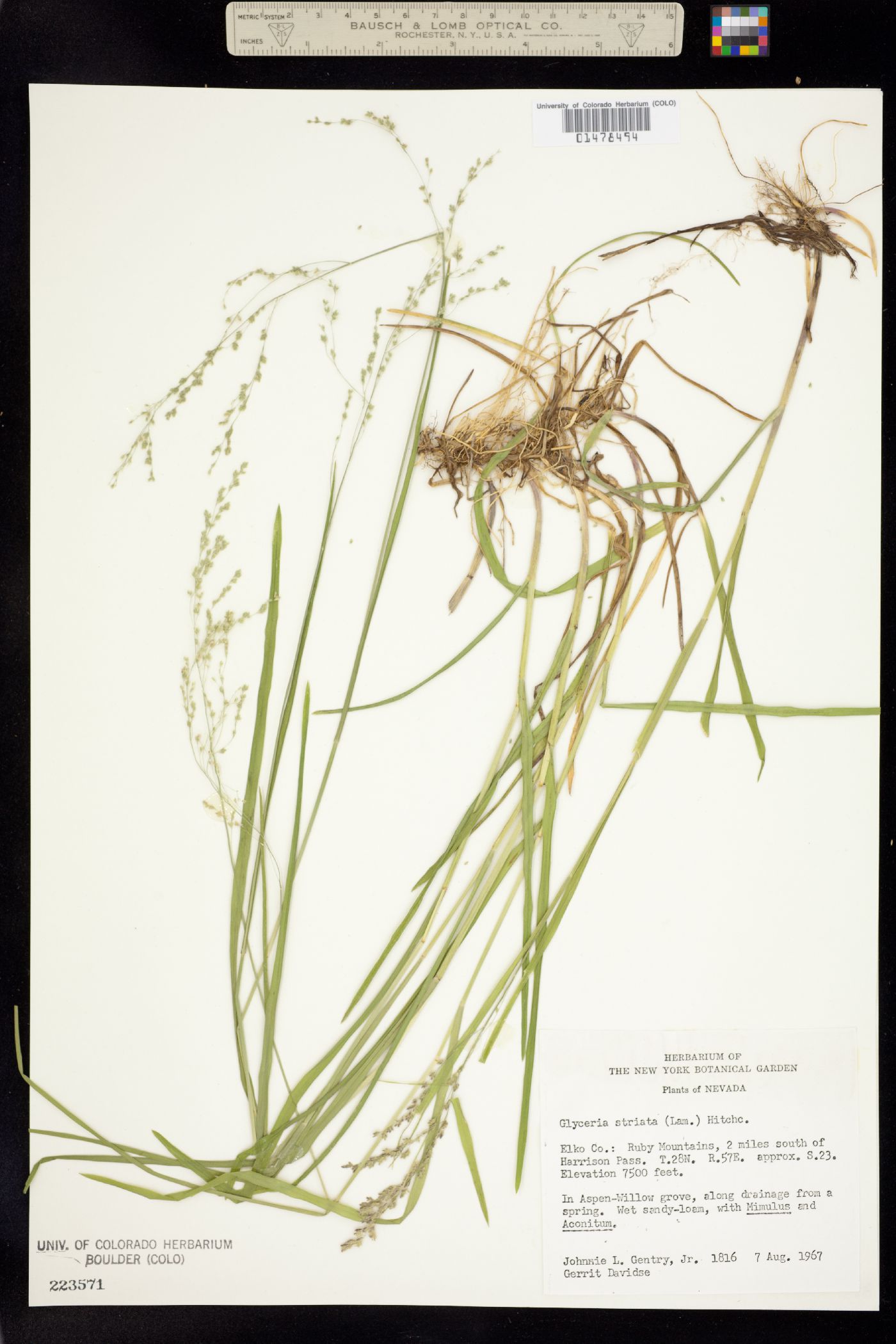 Glyceria striata image