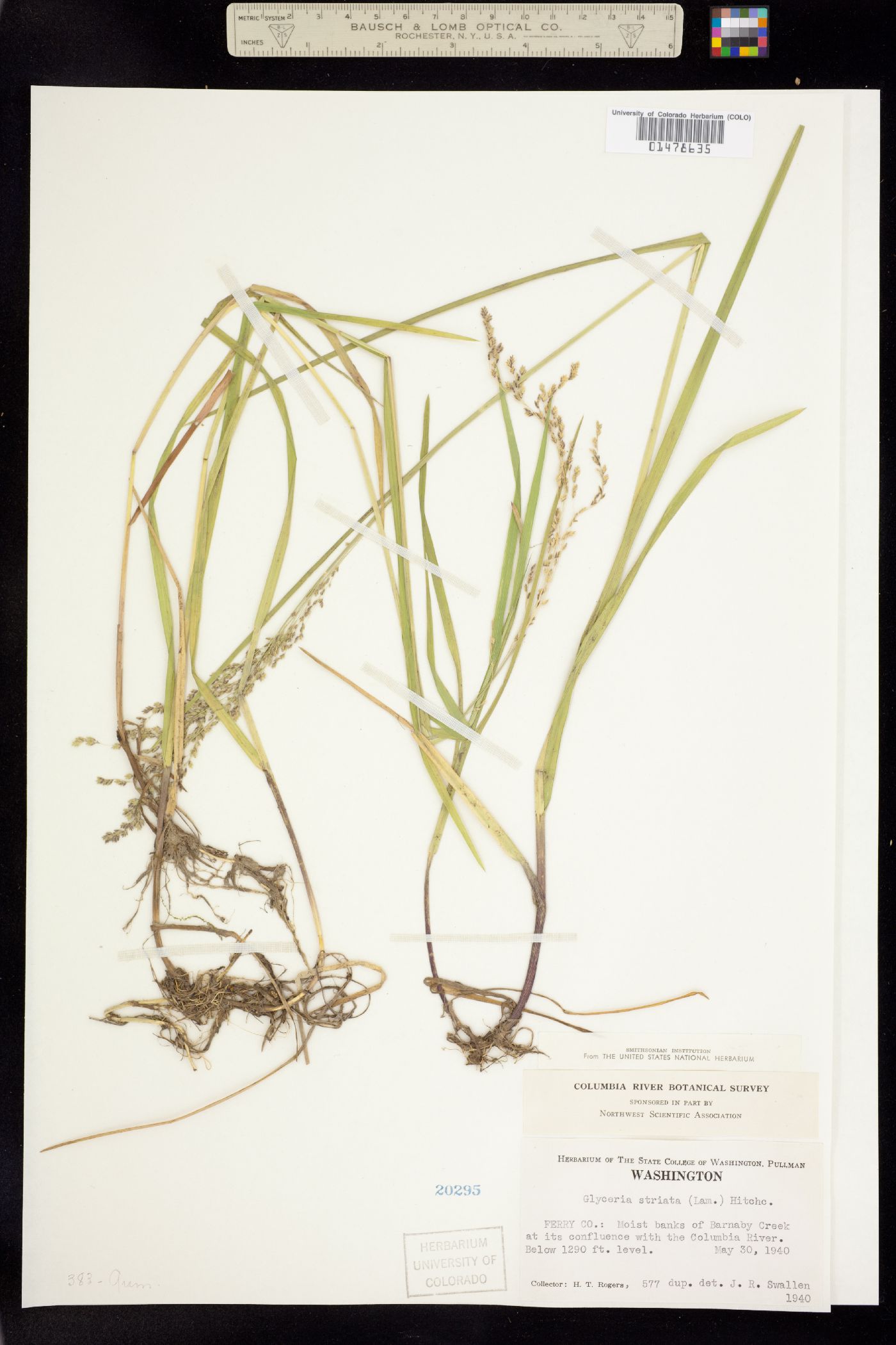Glyceria striata image
