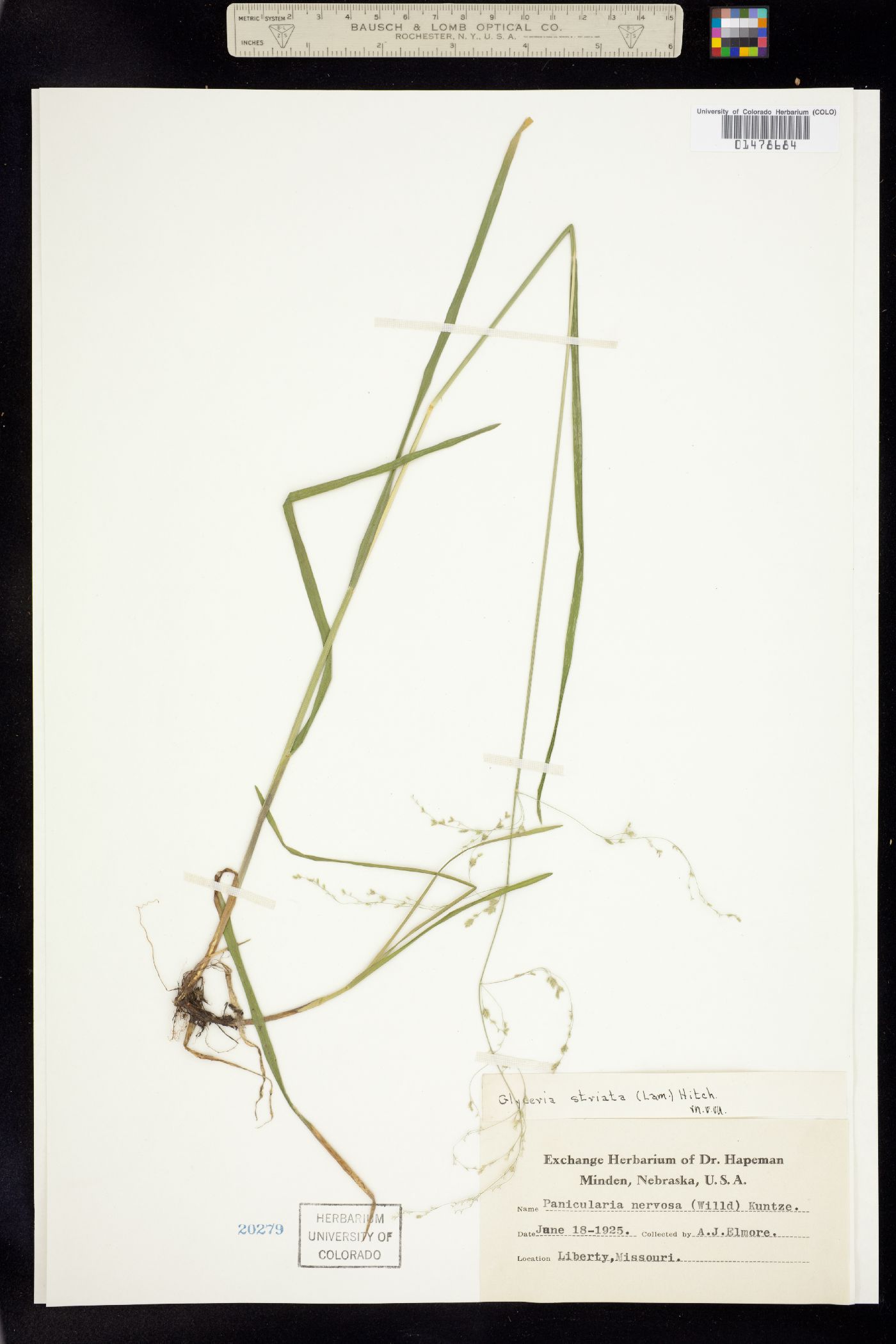 Glyceria striata image