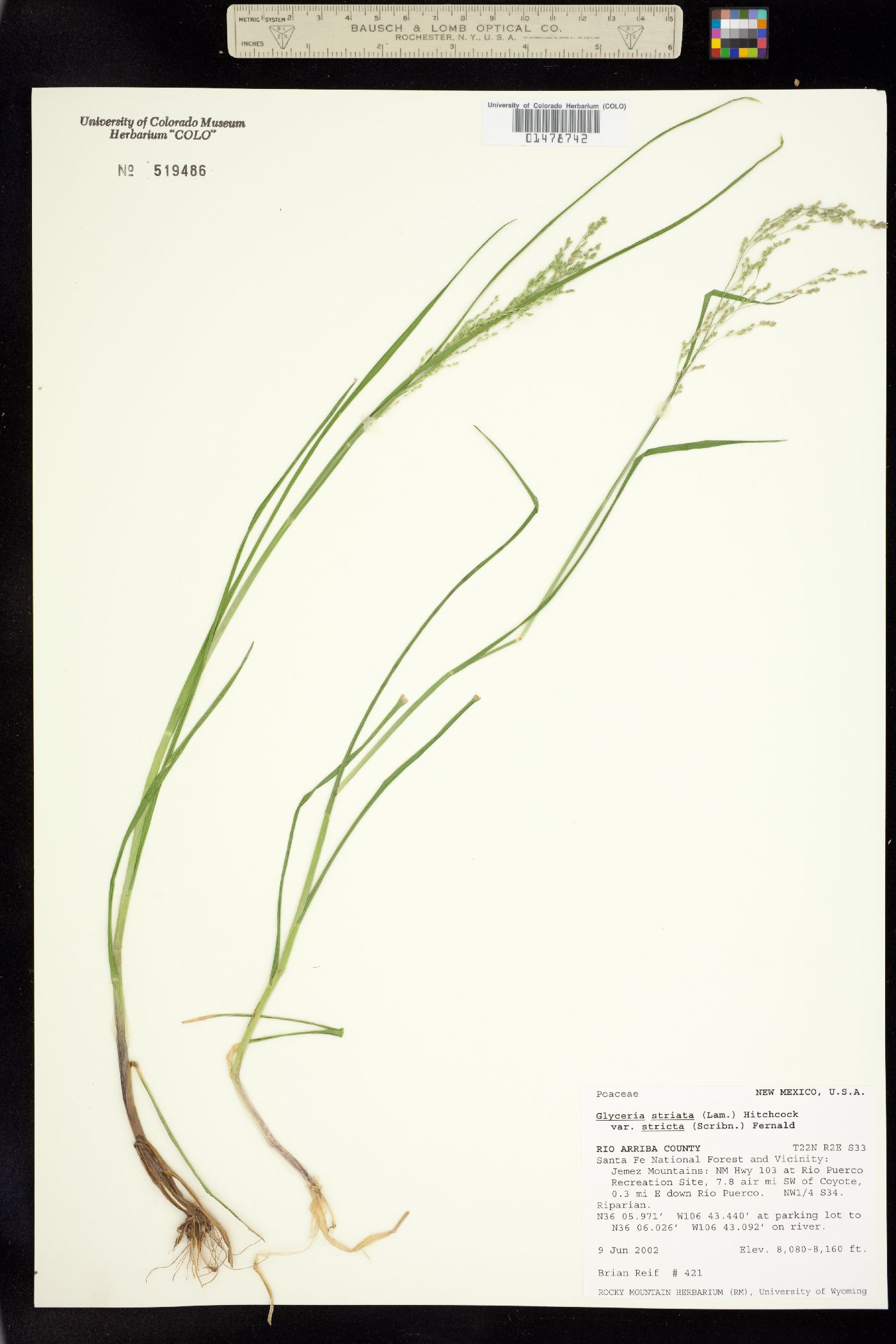 Glyceria striata image