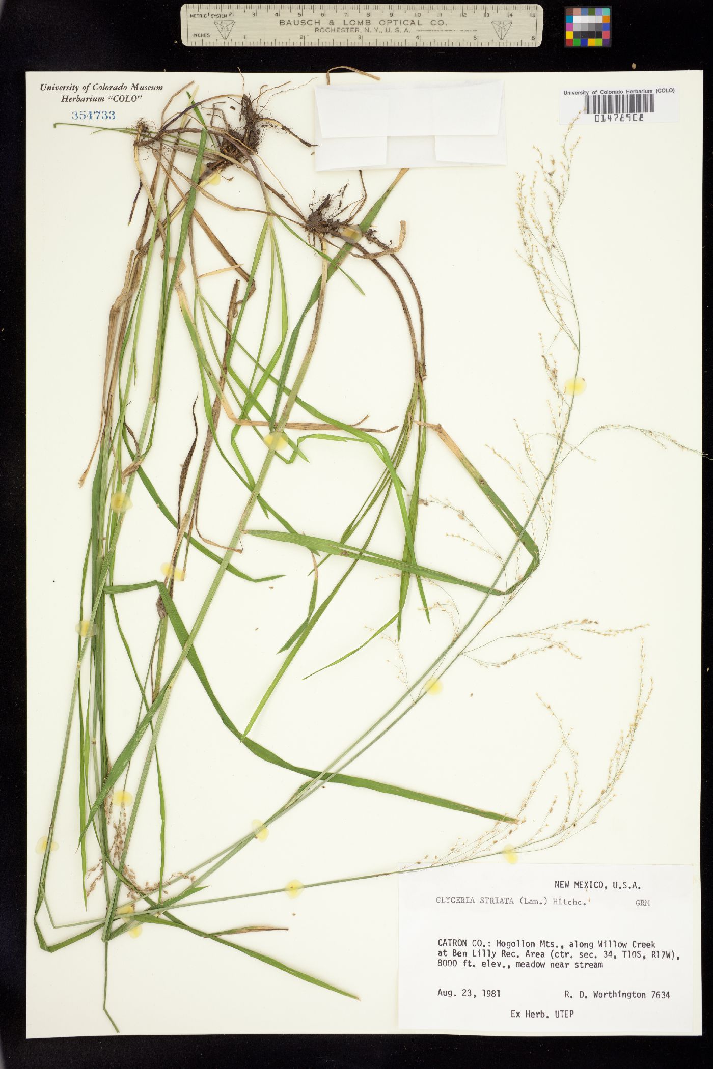 Glyceria image