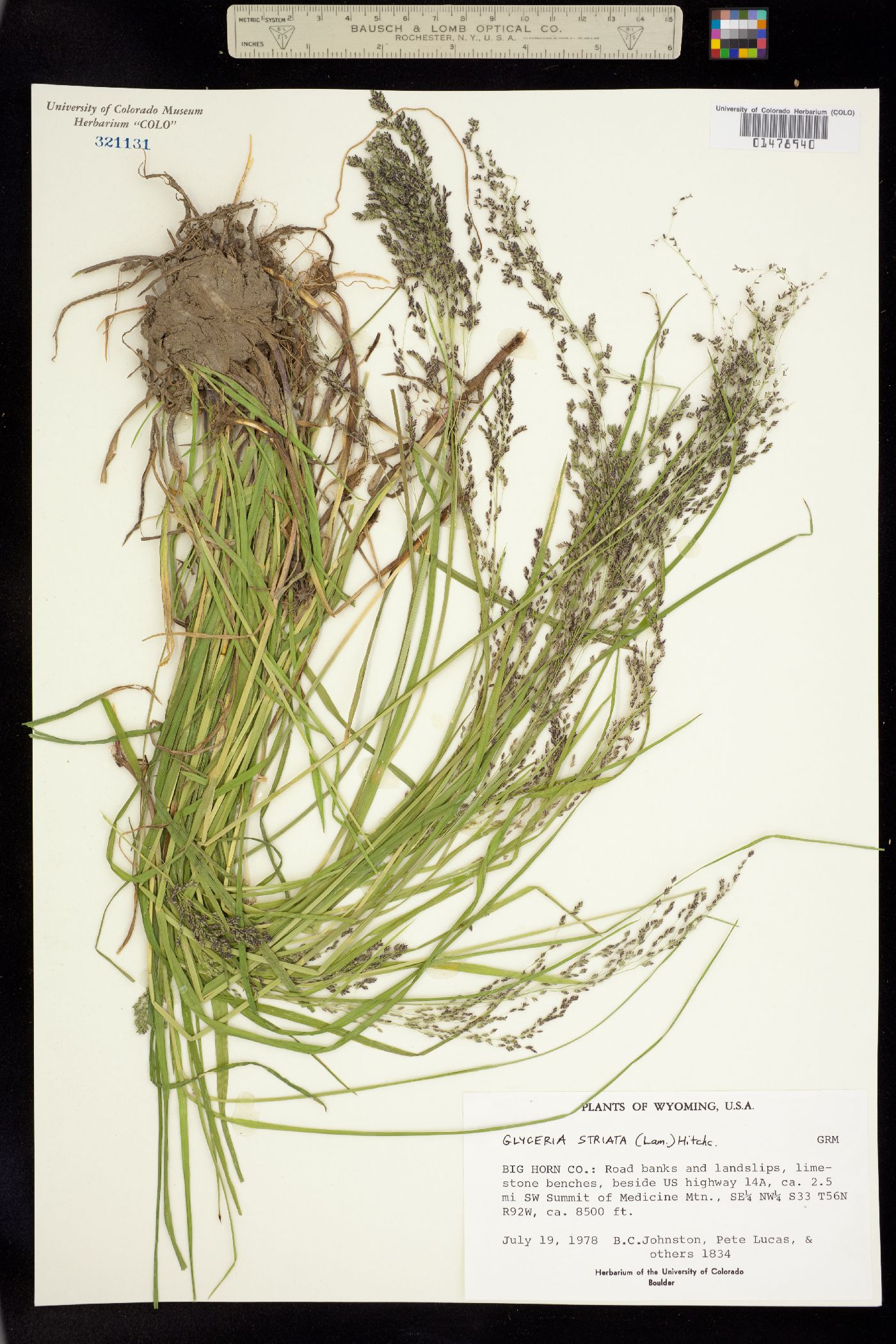Glyceria image