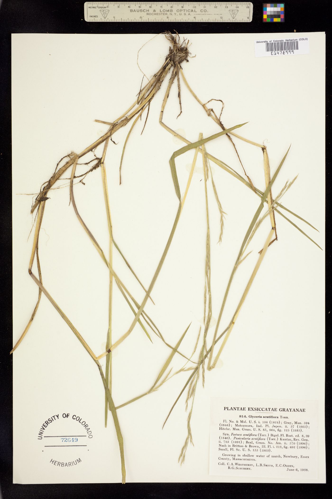 Glyceria acutiflora image