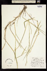 Image of Glyceria acutiflora