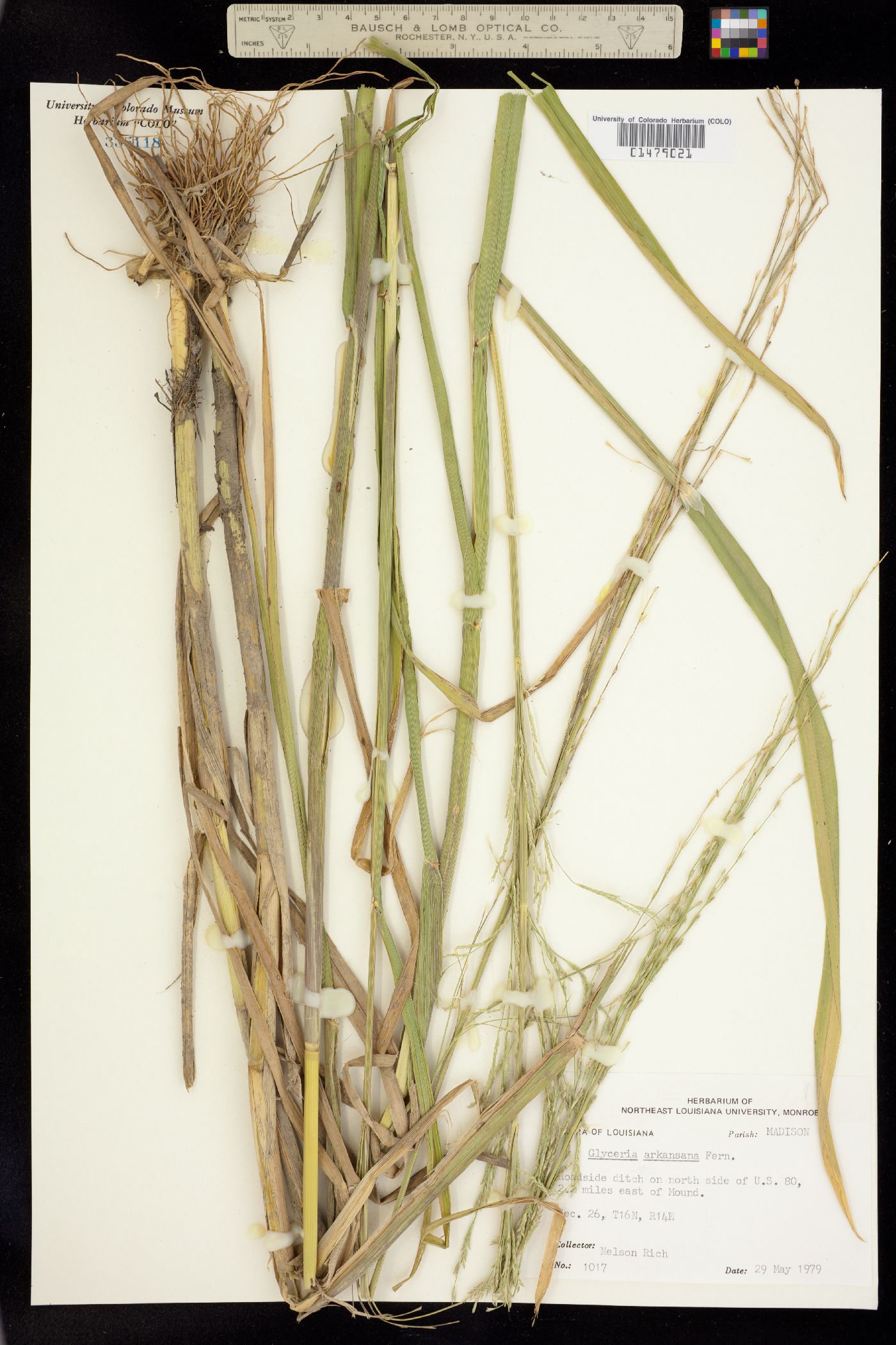 Glyceria septentrionalis image