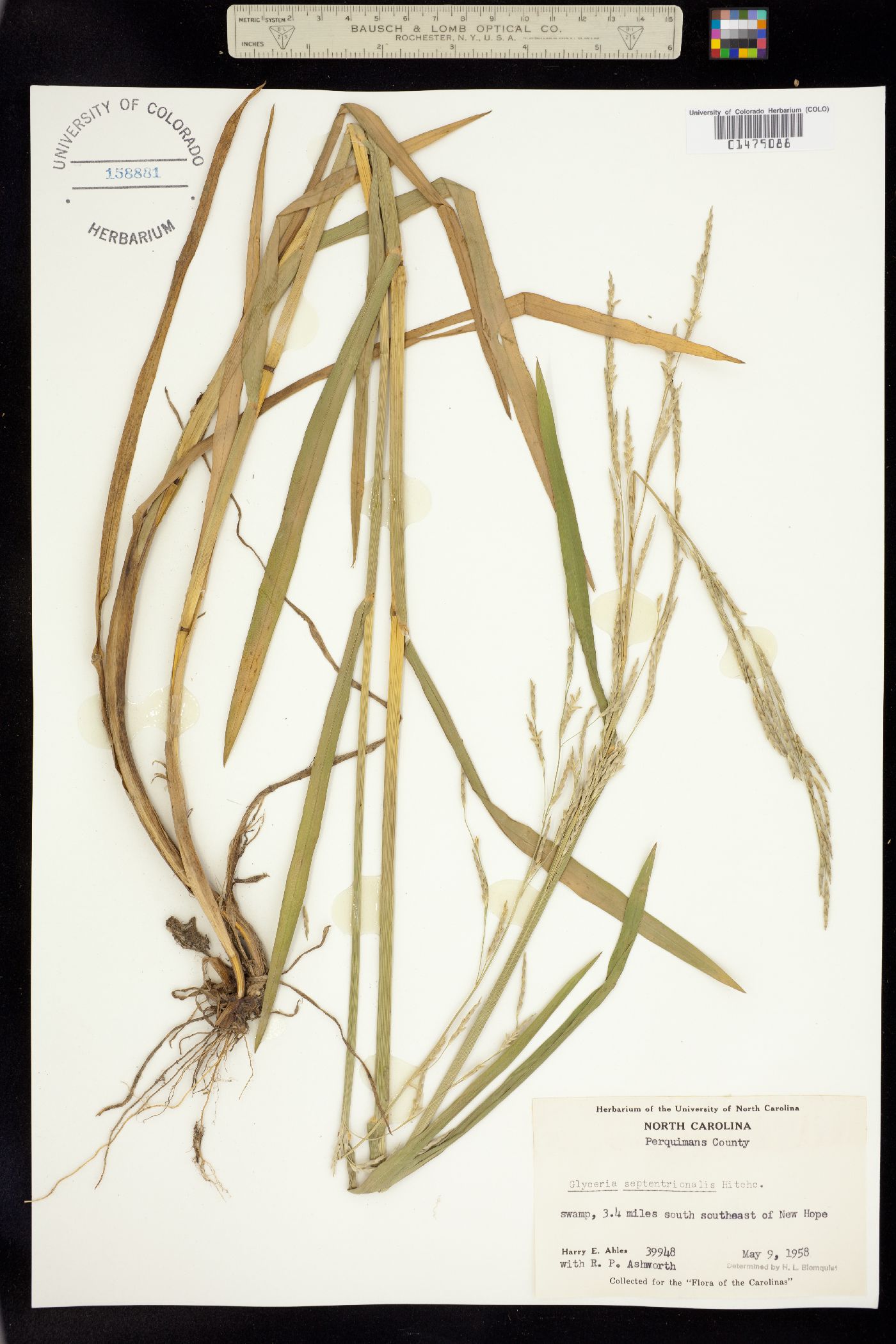 Glyceria septentrionalis image