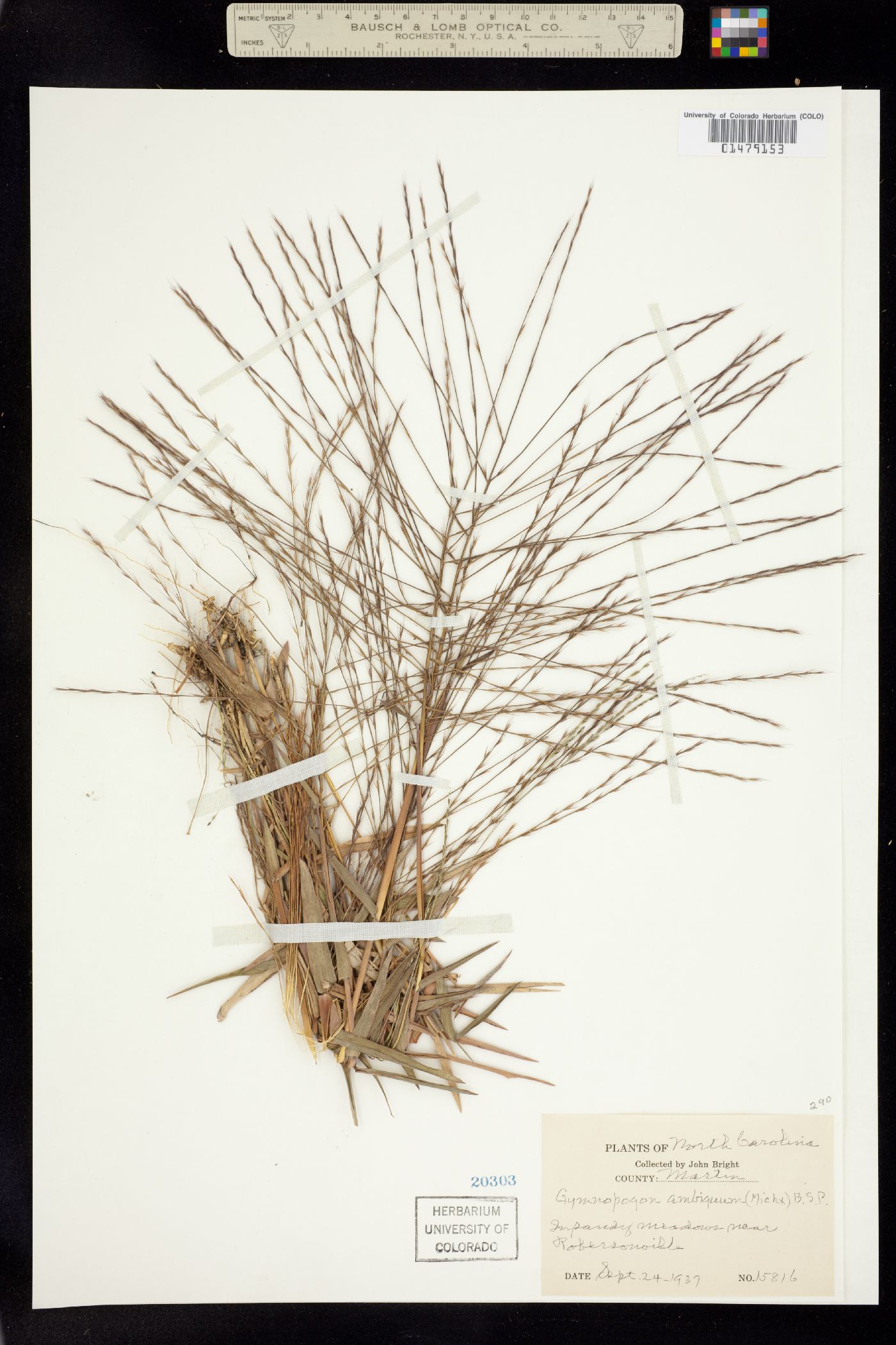 Gymnopogon ambiguus image