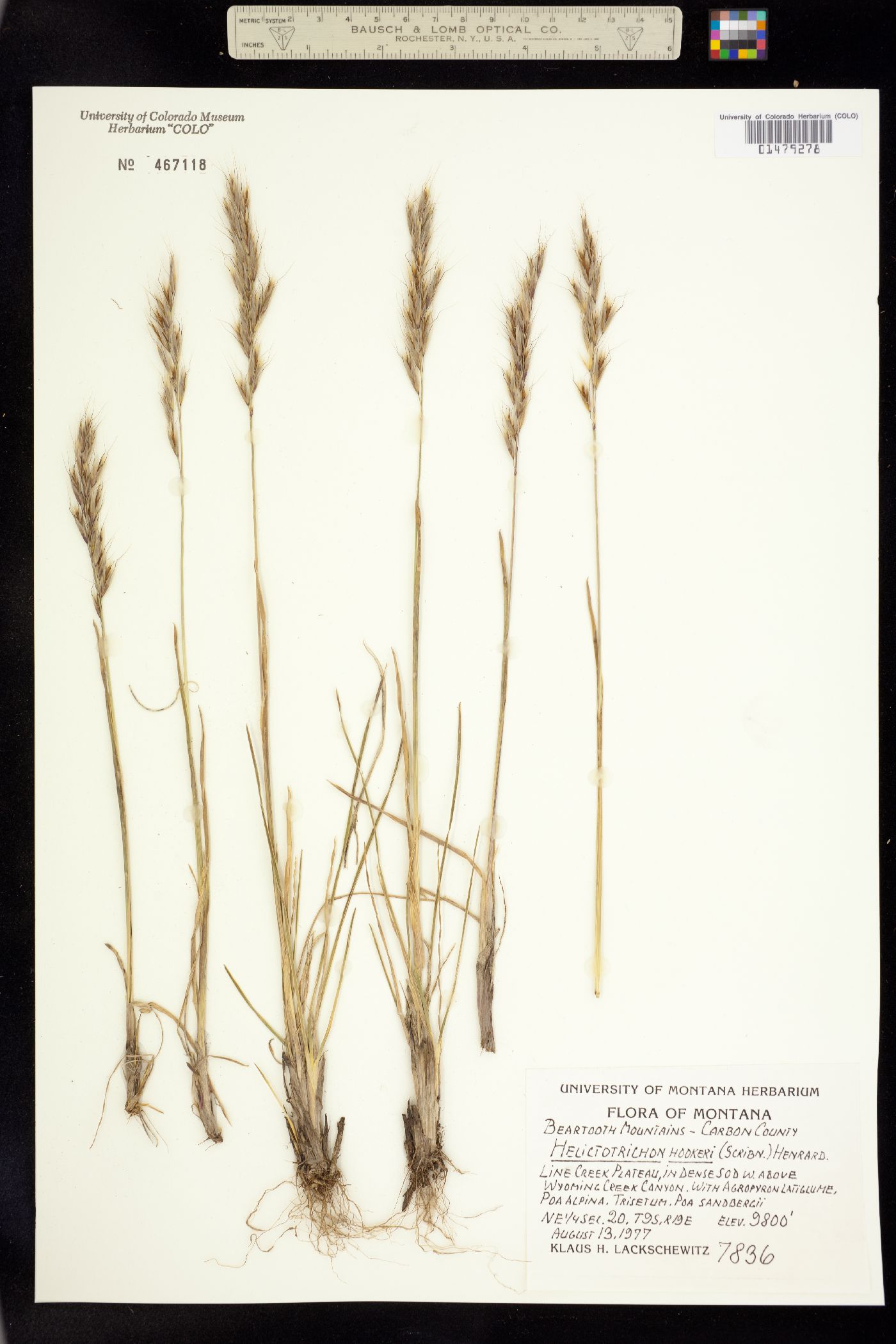 Avenula hookeri image