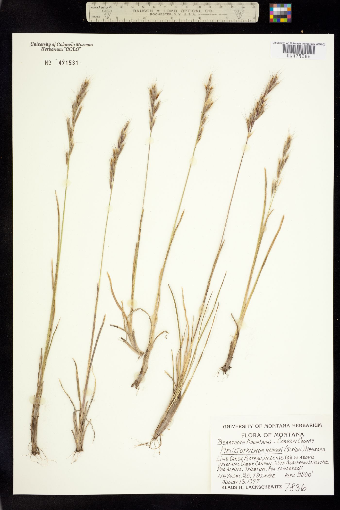 Avenula hookeri image