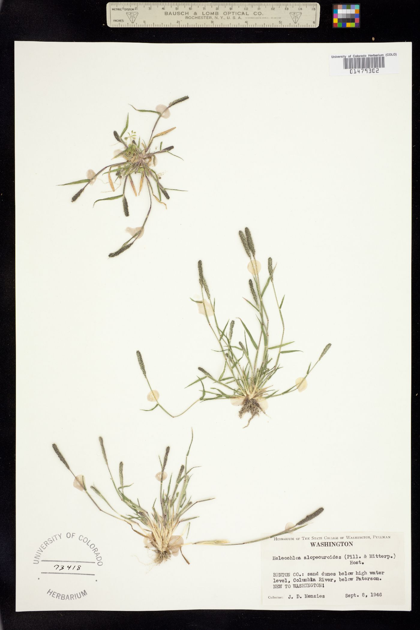 Crypsis alopecuroides image