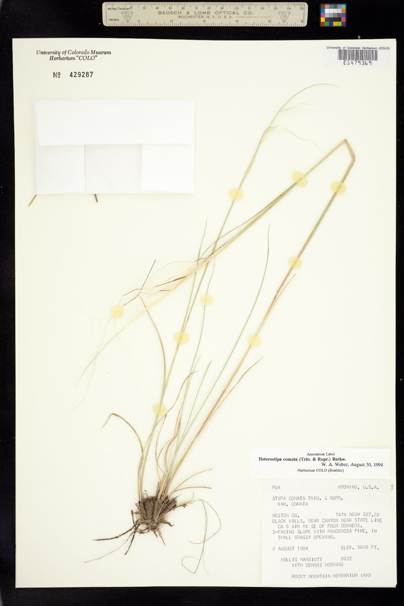 Hesperostipa comata image
