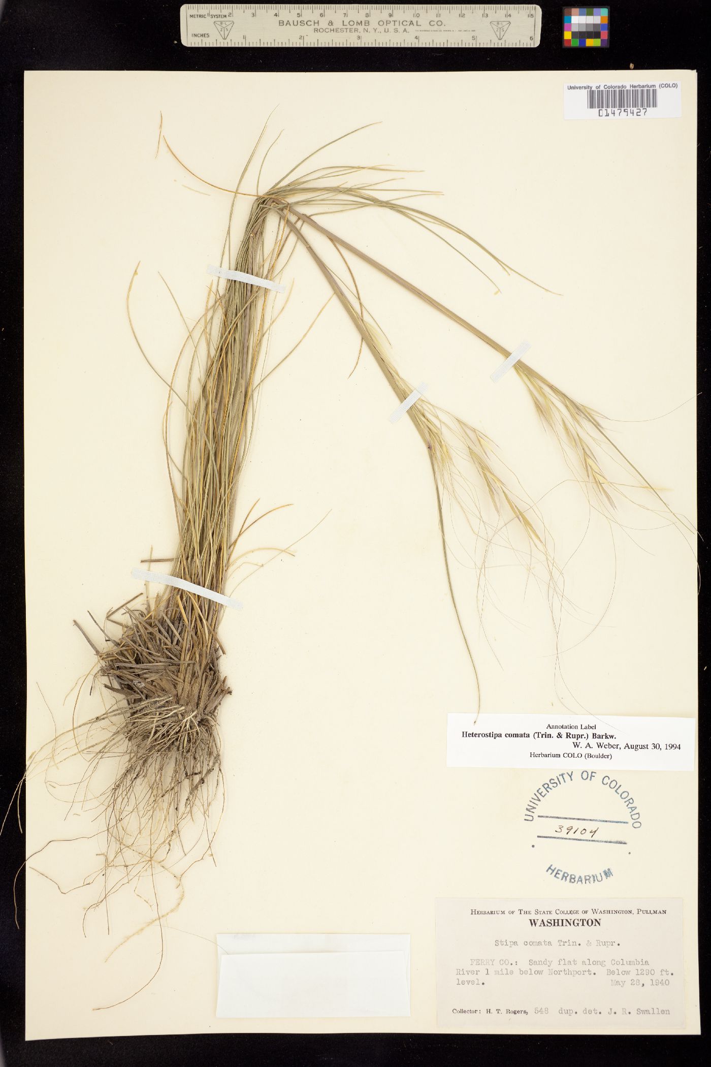 Hesperostipa image