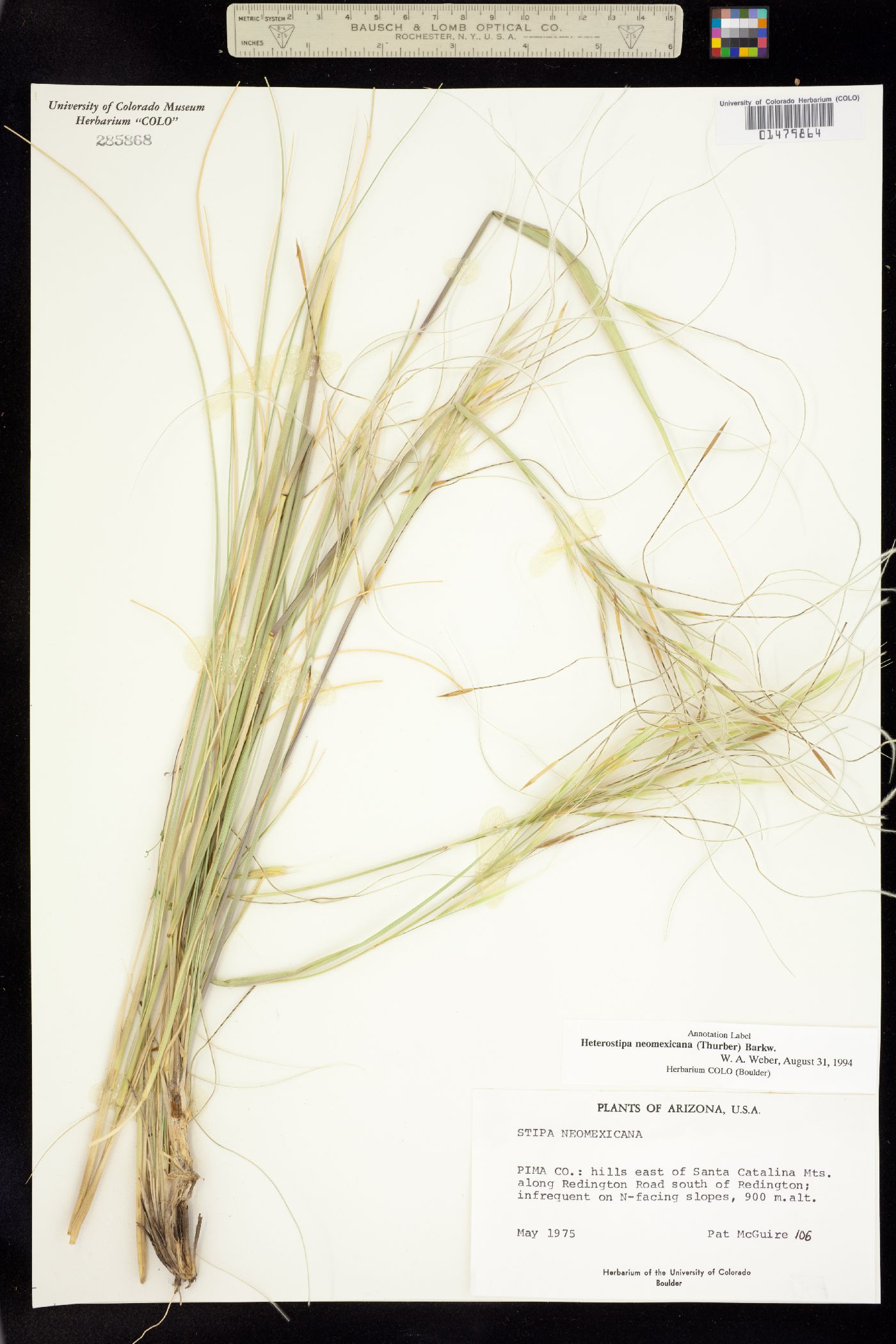 Hesperostipa neomexicana image