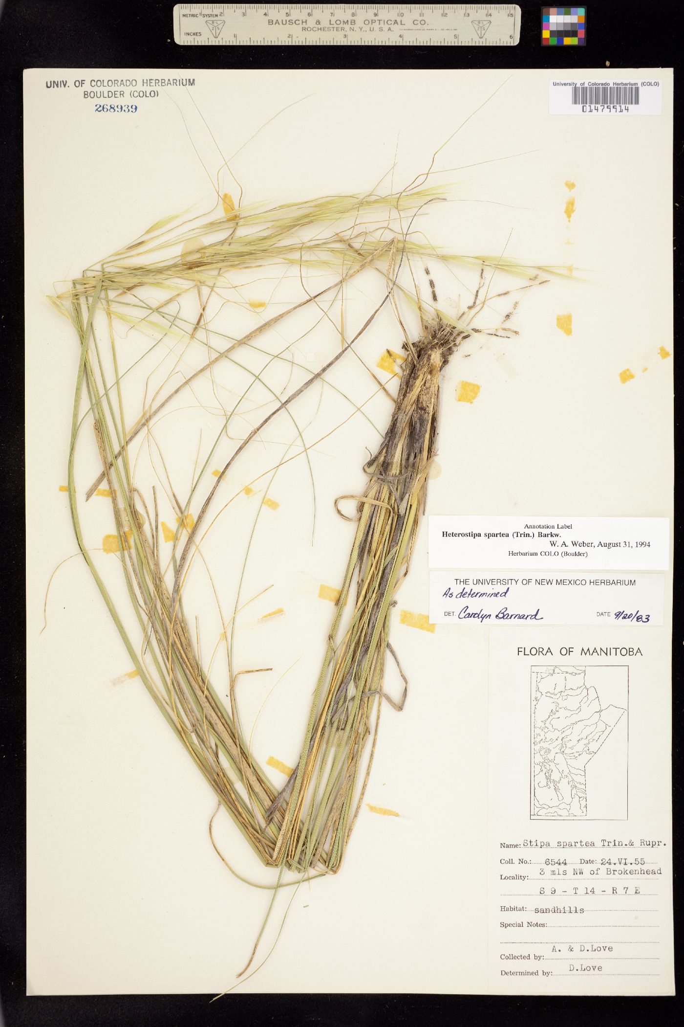 Hesperostipa spartea image