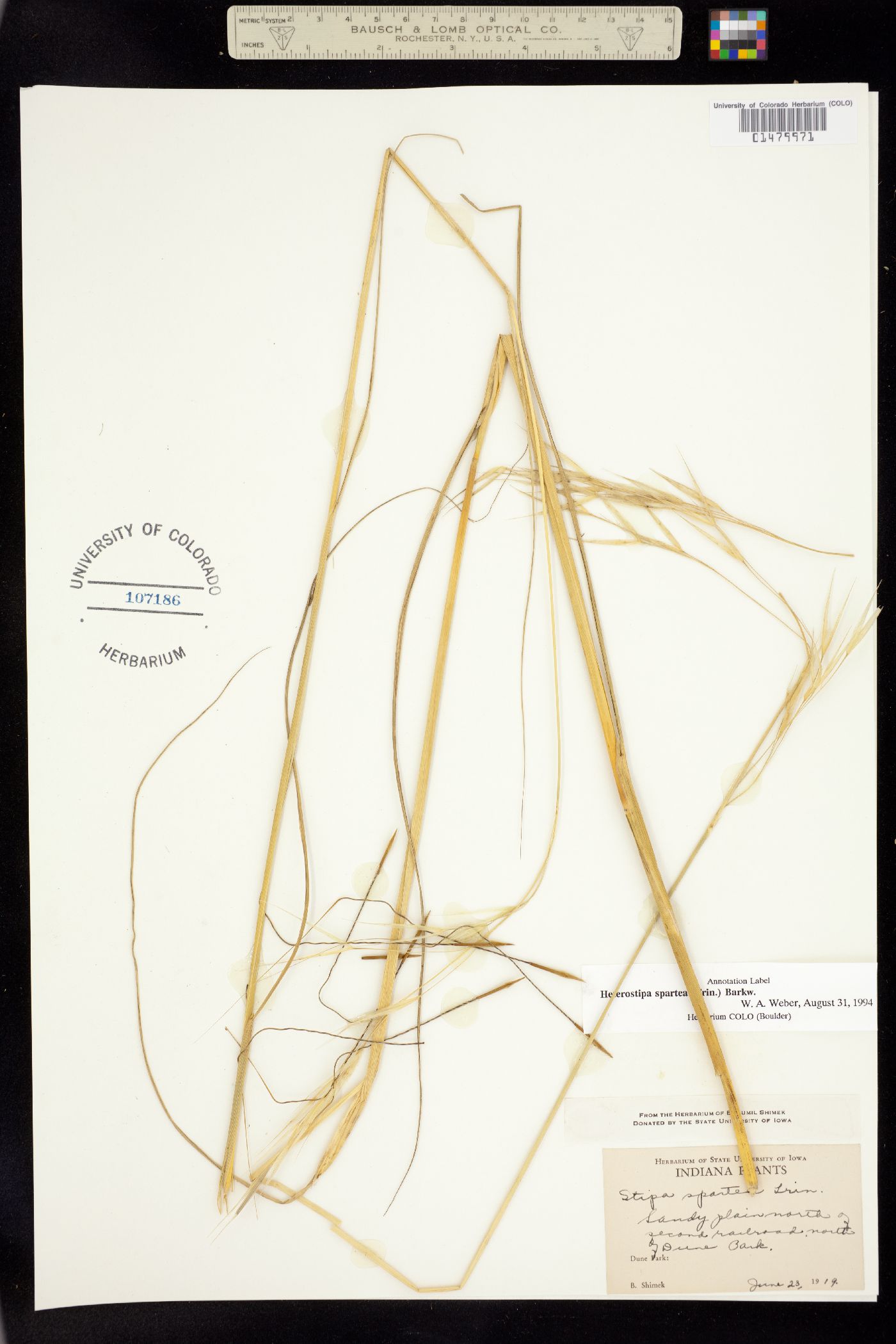 Hesperostipa image