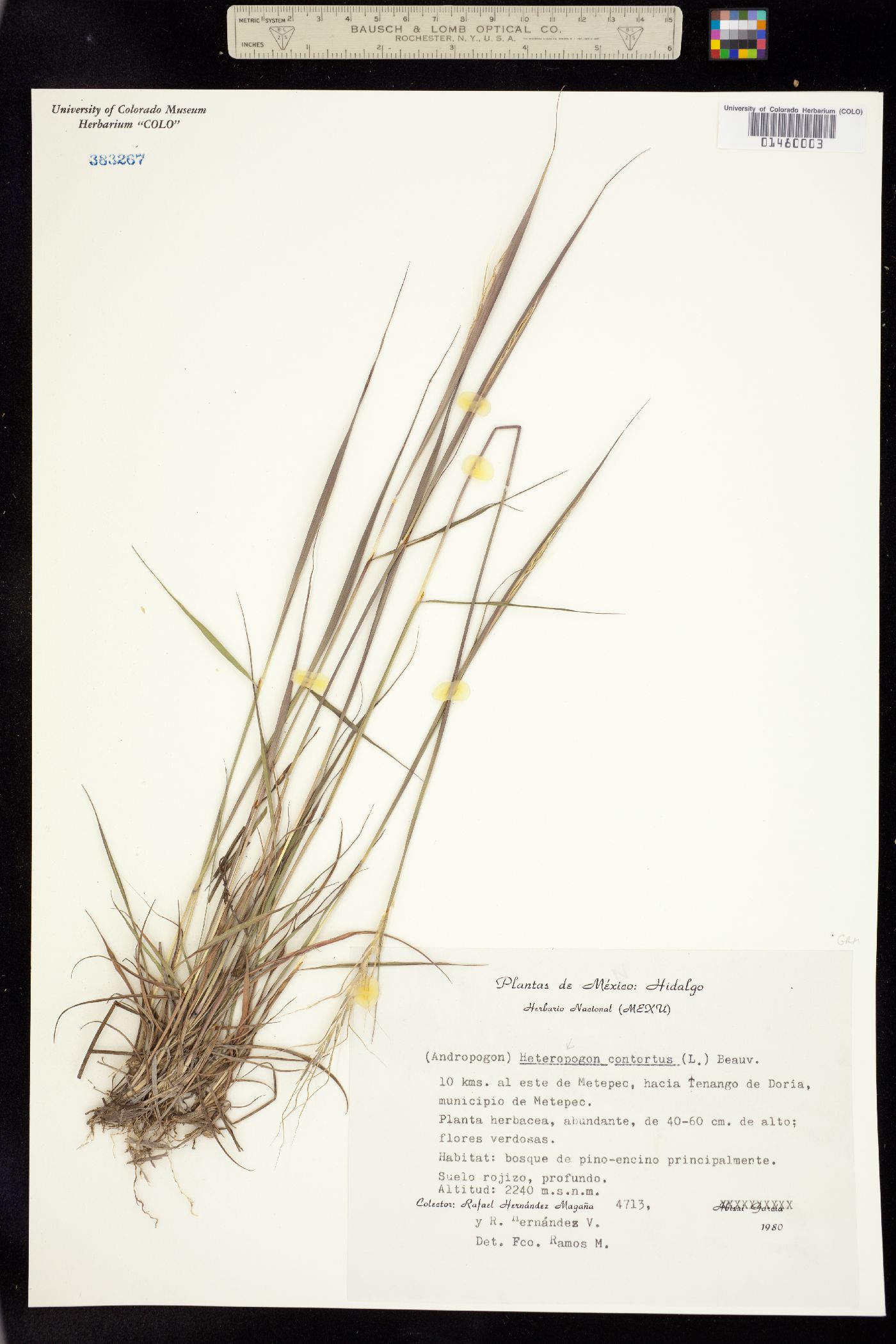 Heteropogon contortus image