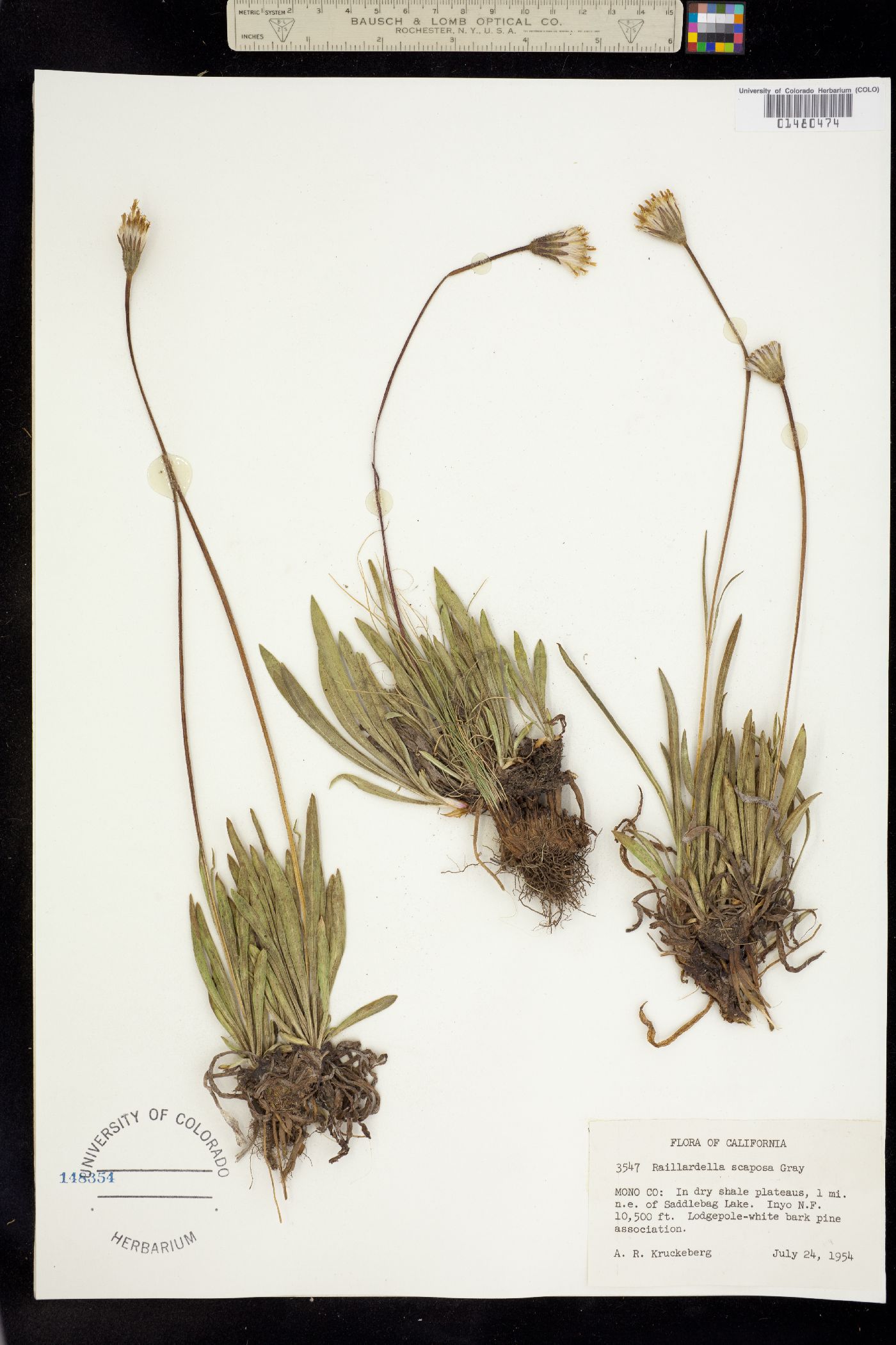 Raillardella image
