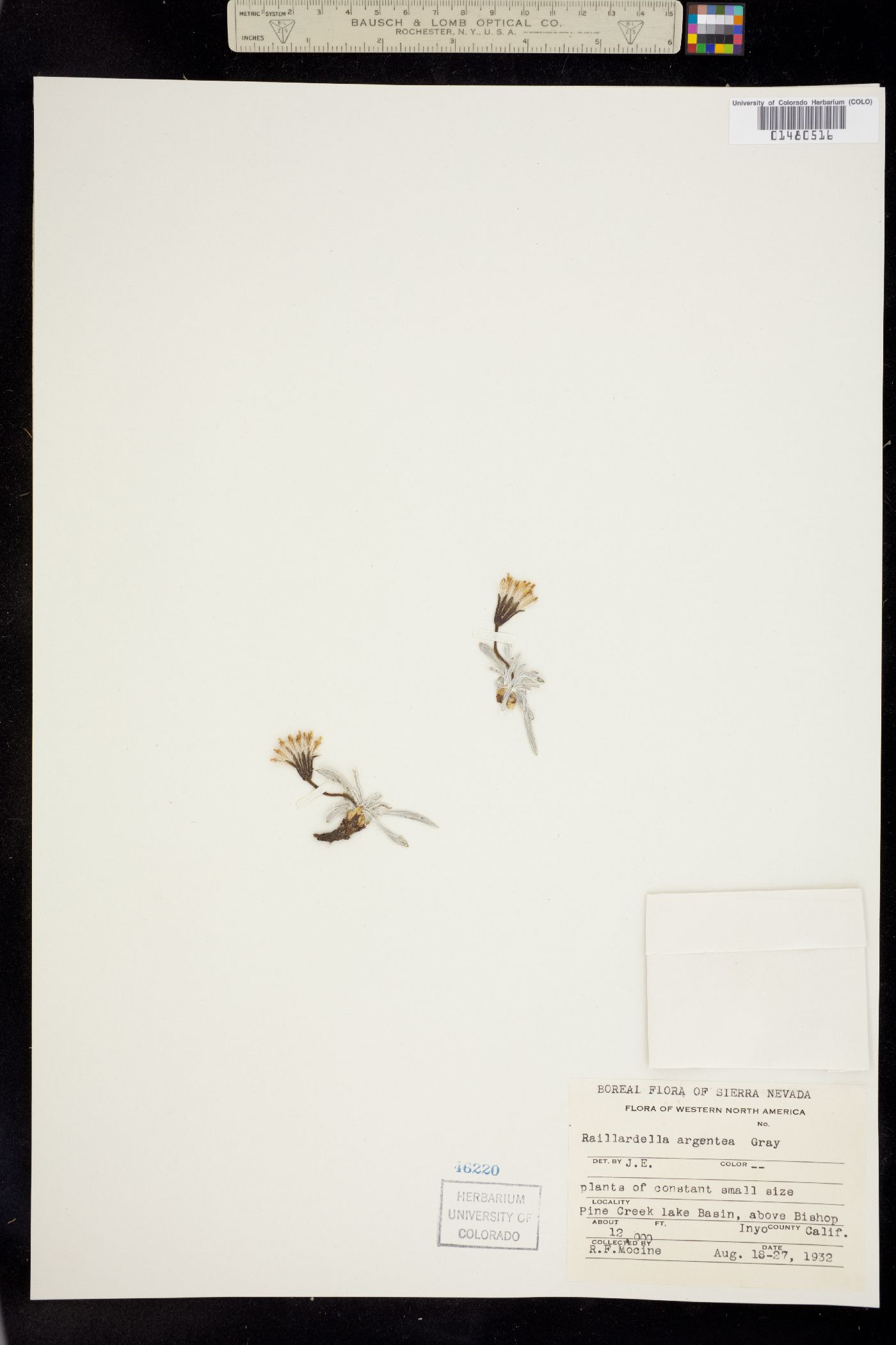 Raillardella image