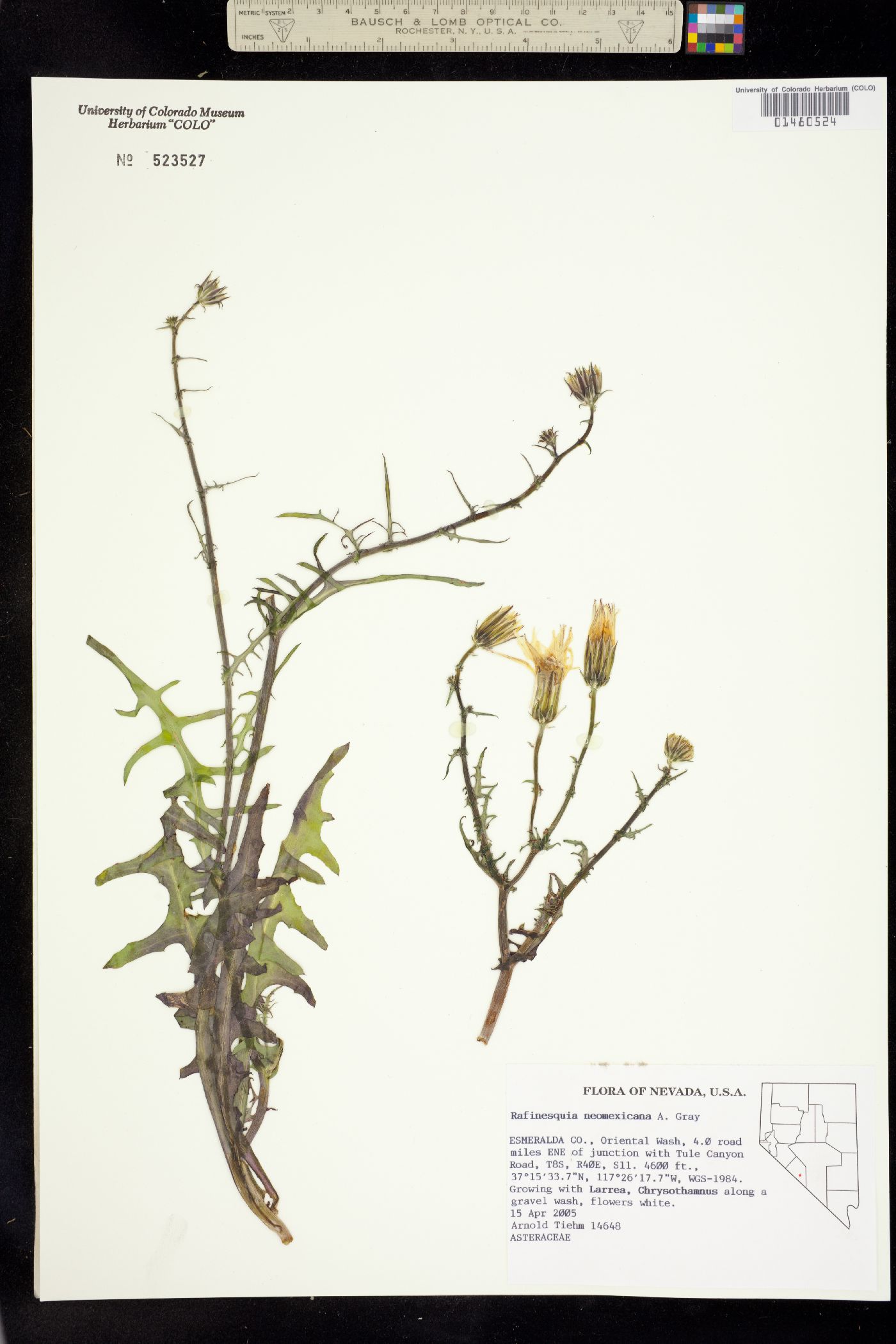 Rafinesquia neomexicana image