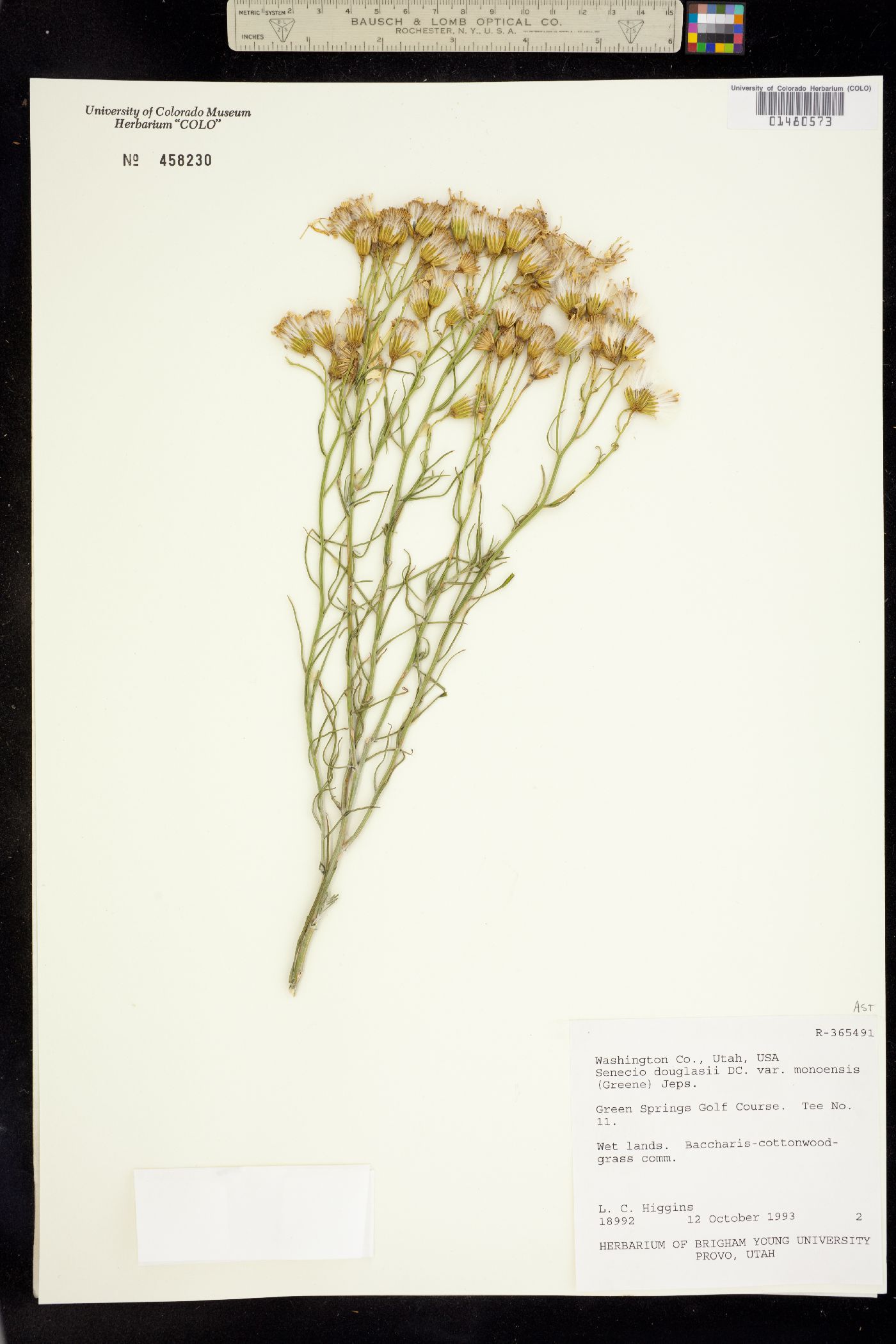 Senecio flaccidus var. douglasii image
